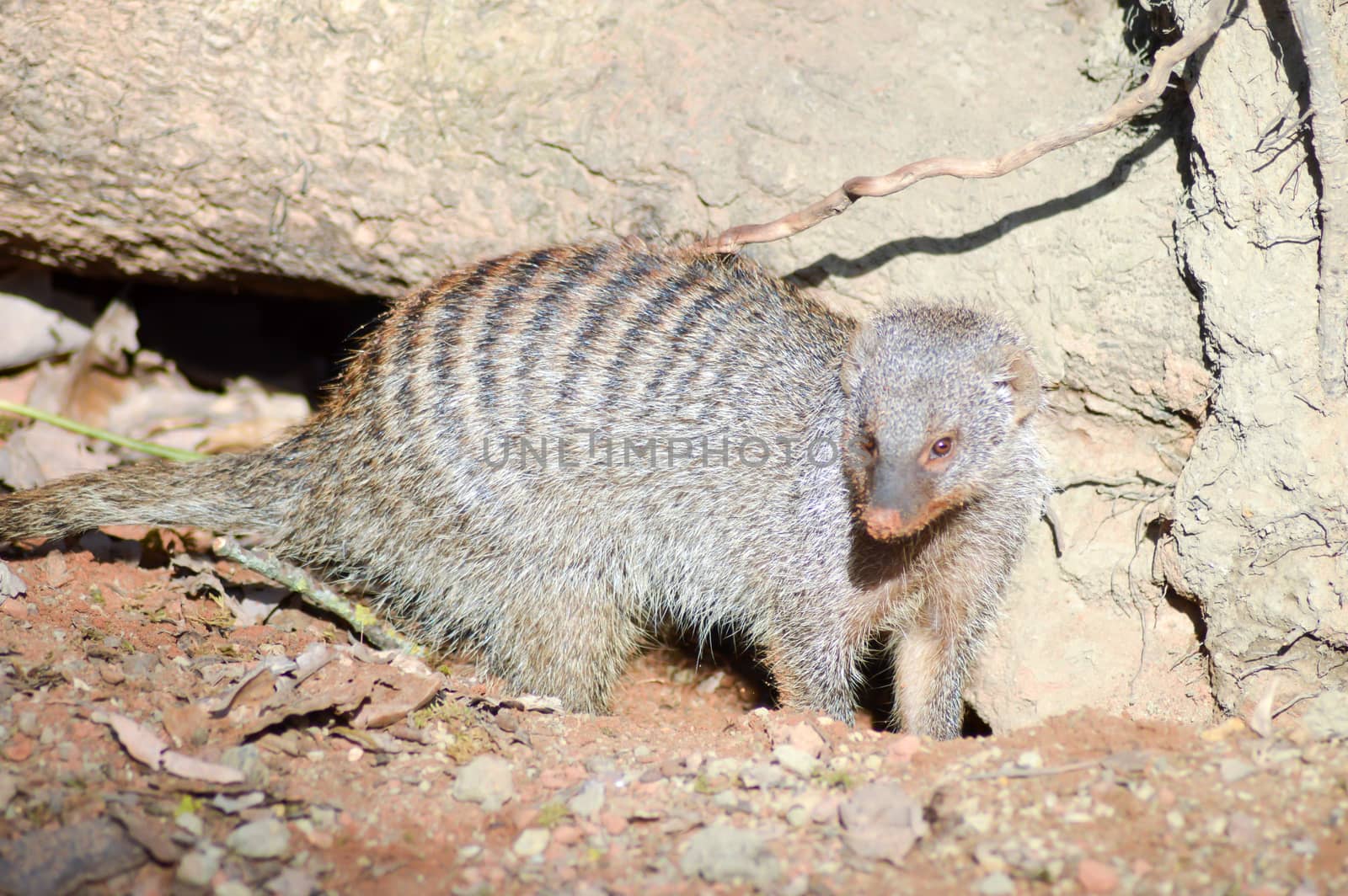 View of a striped mongoose in an enclosure of an animal park in France