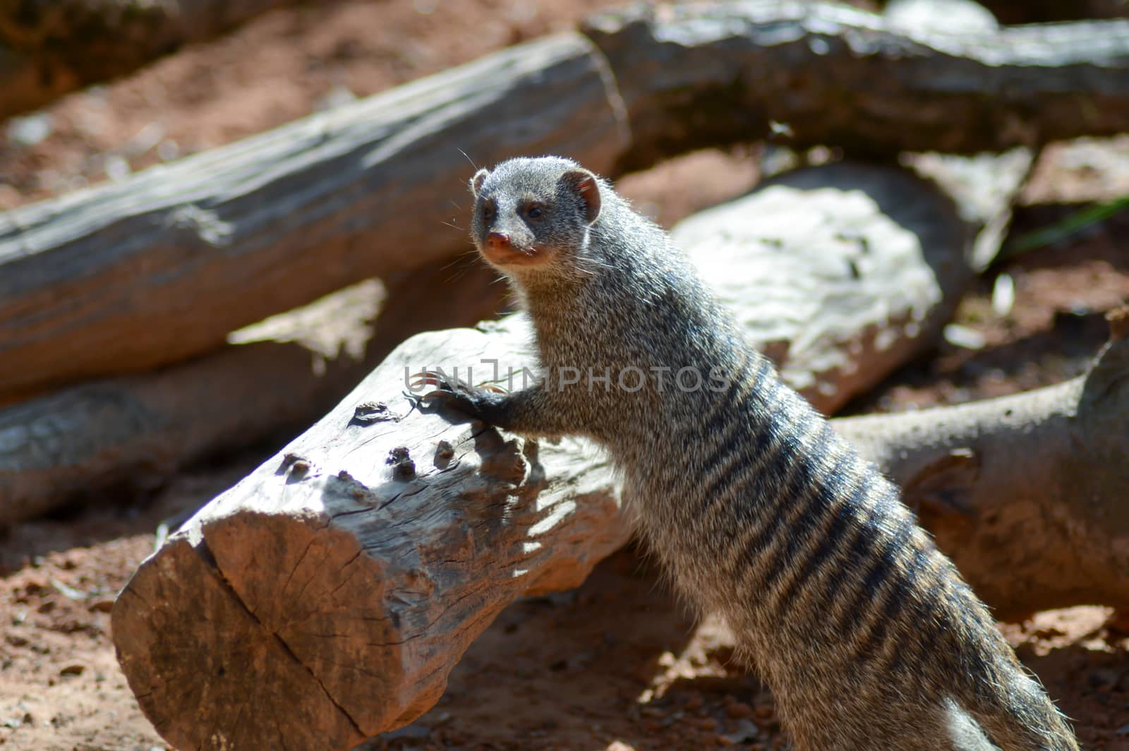 View of a striped mongoose in an enclosure of an animal park in France