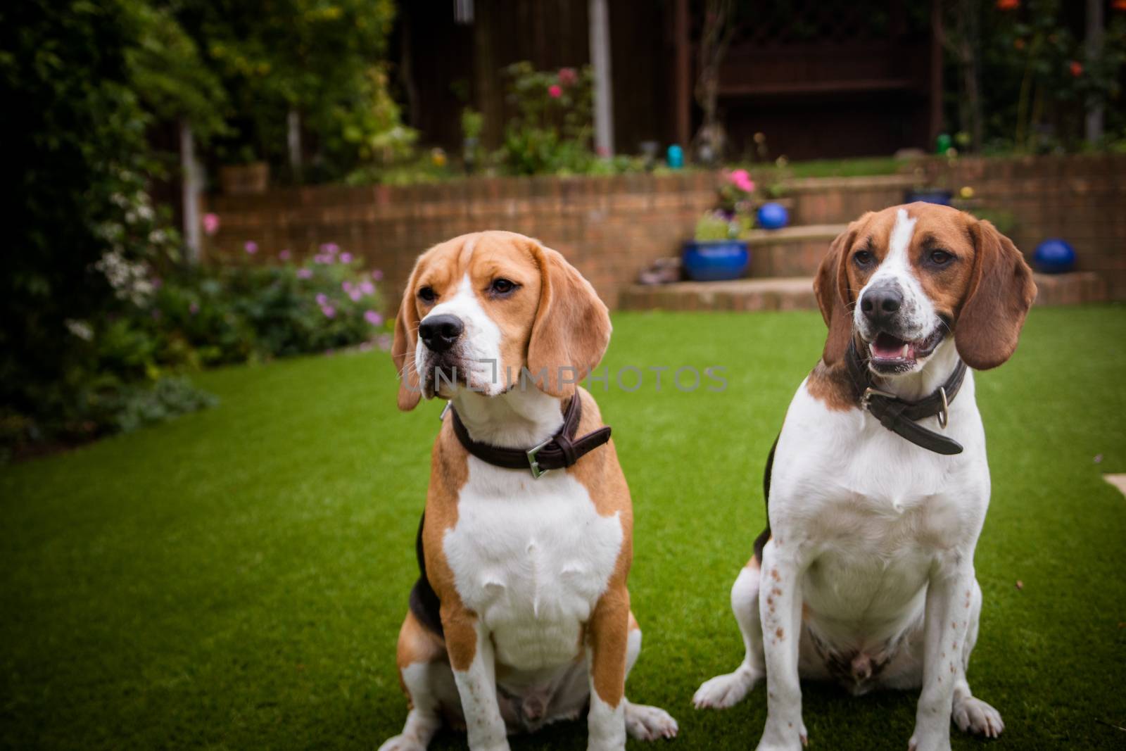 A couple beagles having fun playing in the garden
