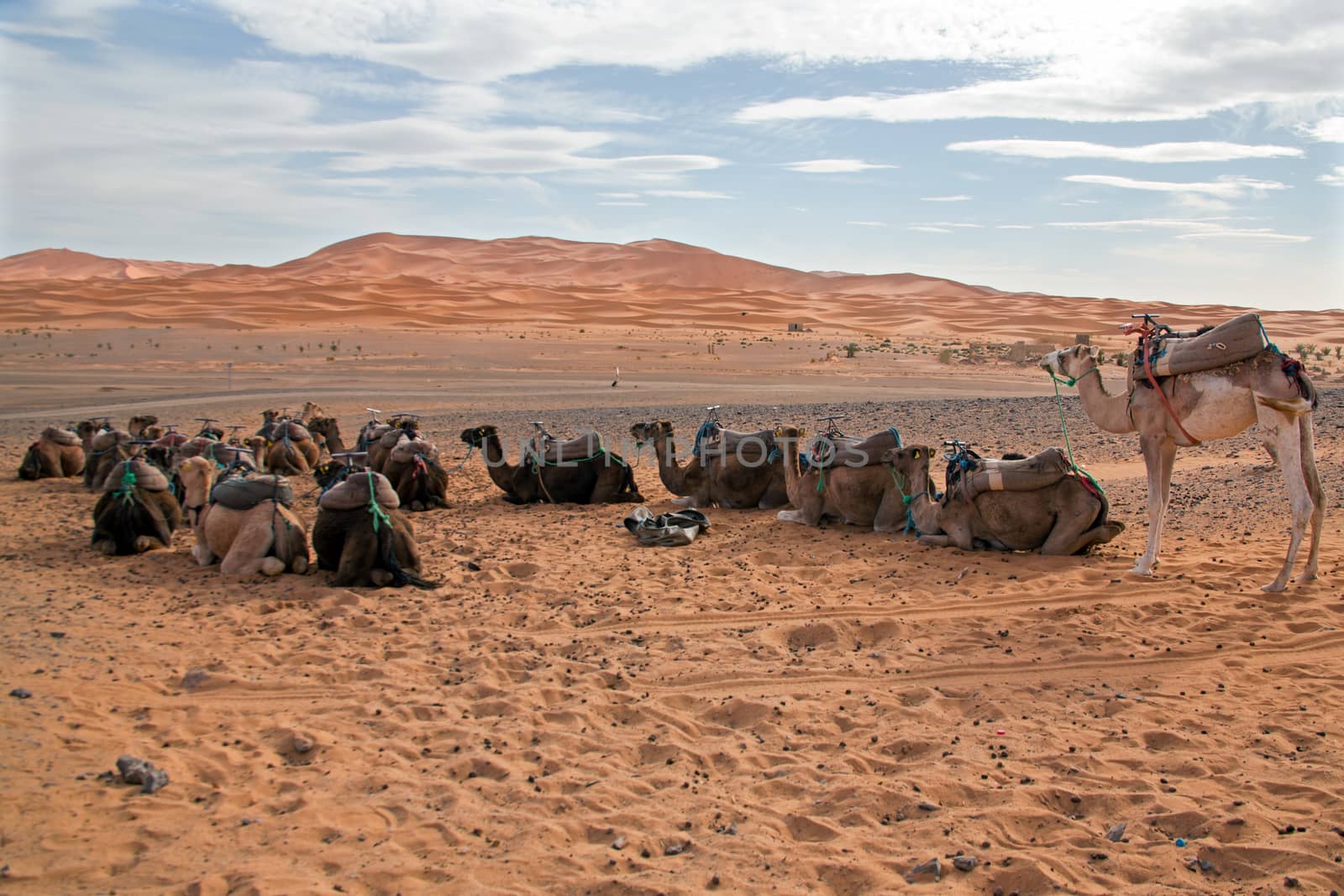 Camels in the Erg Shebbi desert in Morocco