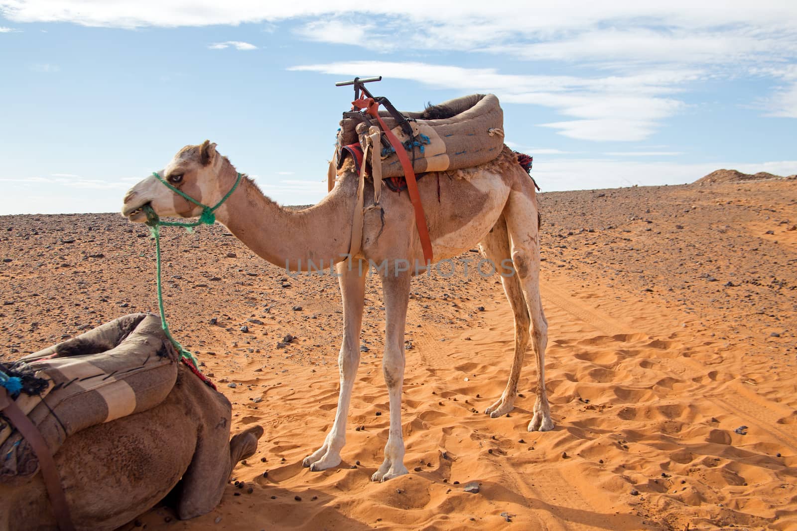 Camel in the Erg Shebbi desert in Morocco by devy