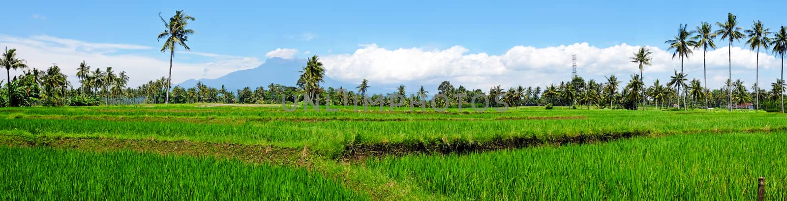 Panorama from rice field landscape on Java island, Indonesia