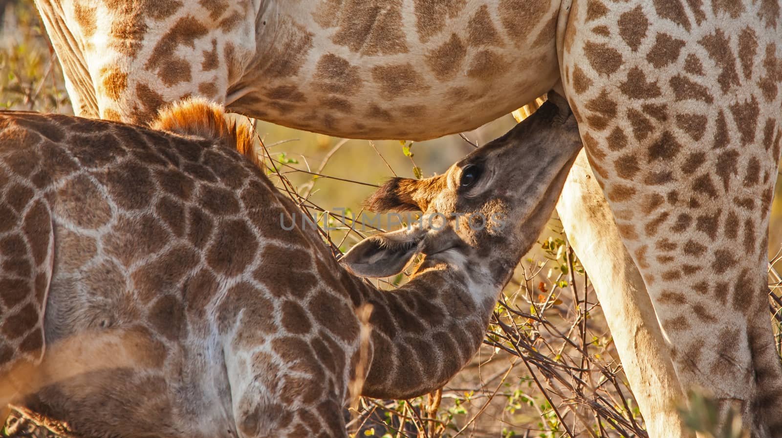 Suckling baby giraffe by kobus_peche