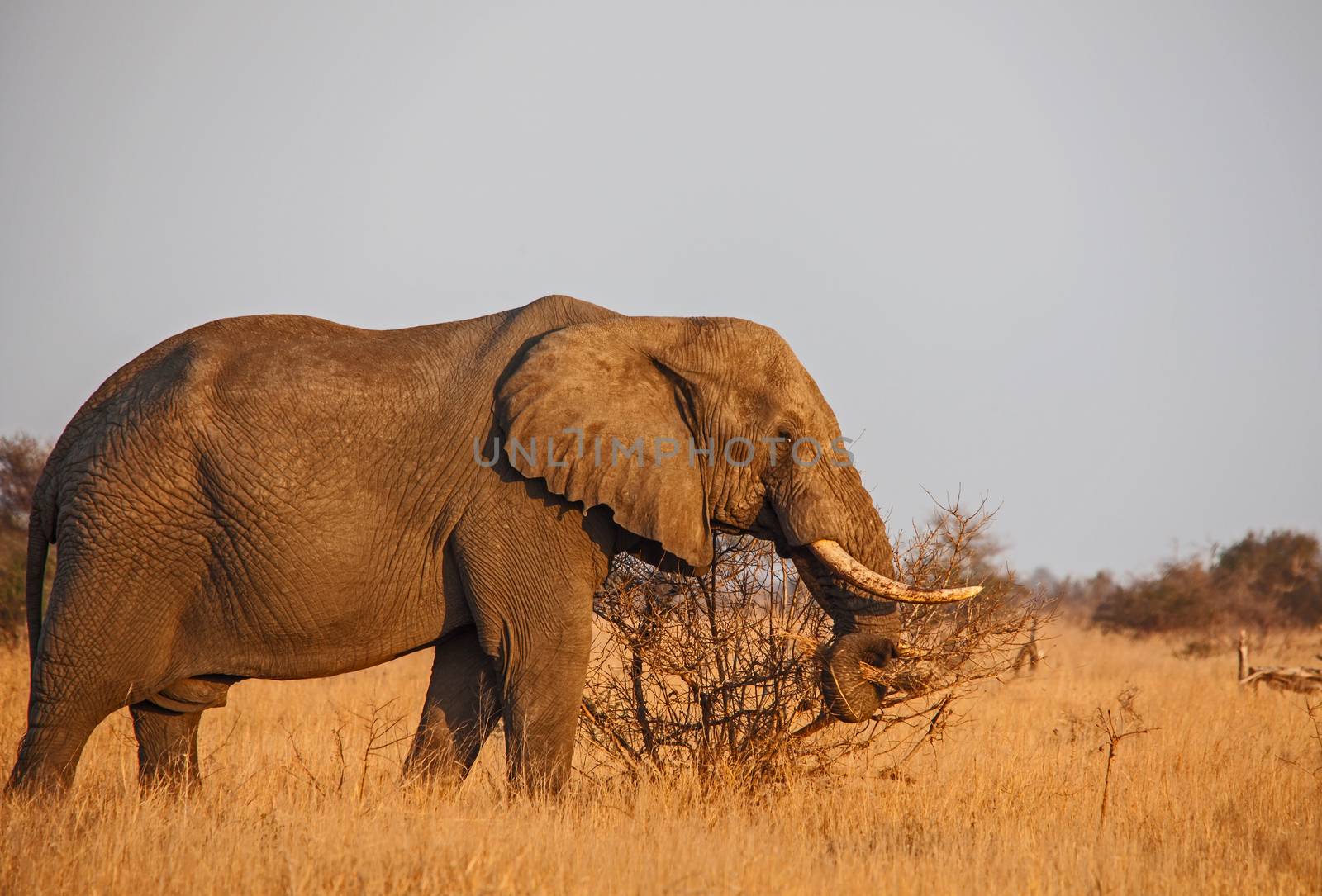 Single male African Elephant (Loxodonta africana) photographed in Kruger National Park, South Africa.