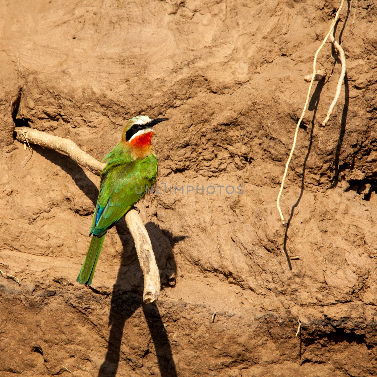 White-fronted Bee-eater, Merops bullockoides, photographed in Kruger National Park, South Africa (IMG 3434)