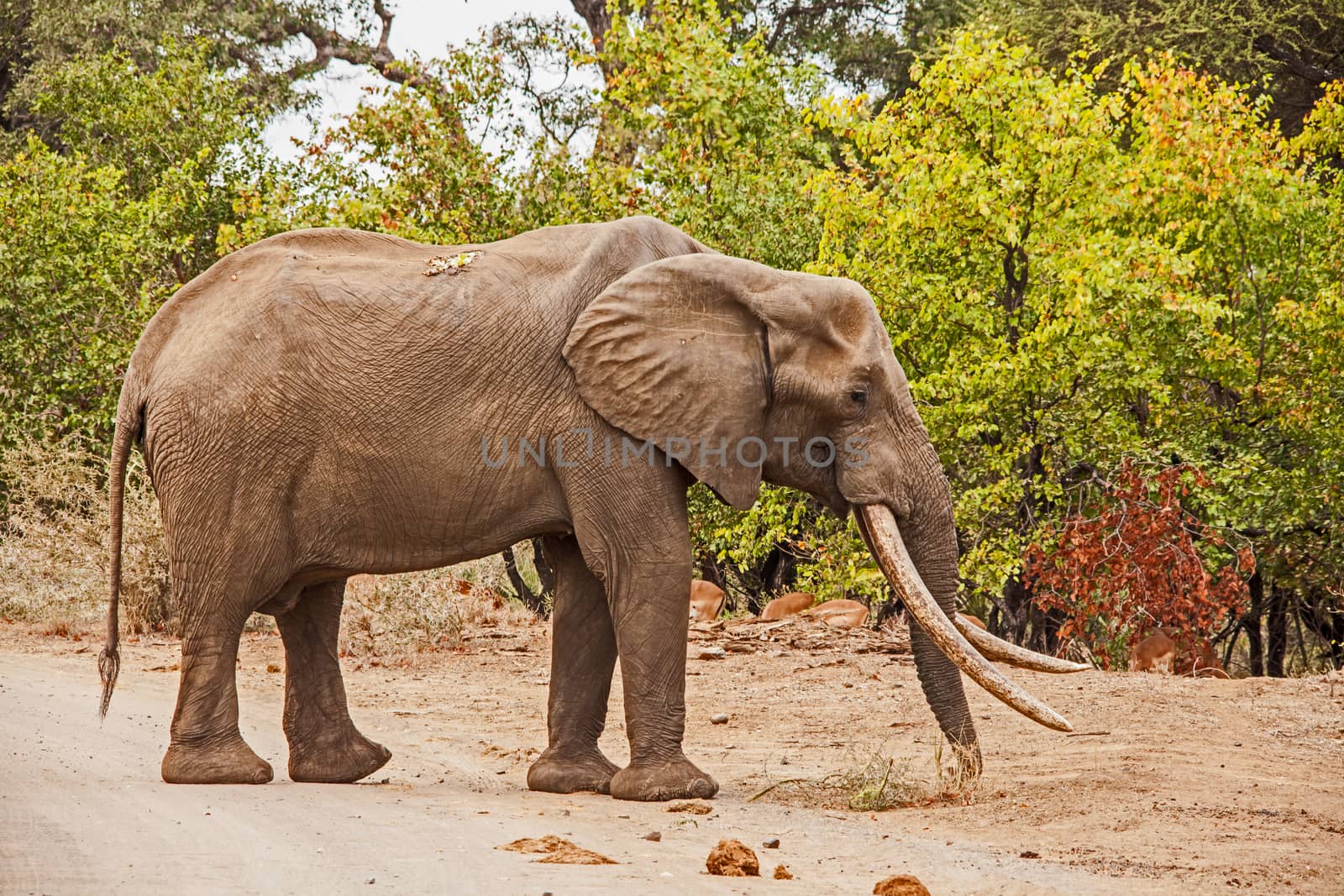 Mastulele, considered to be the leading tusker in Kruger National Park, South Africa.