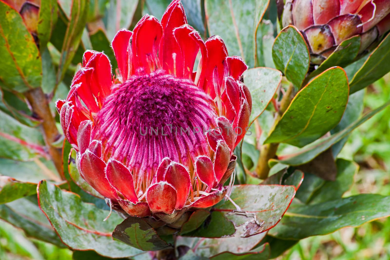 Mackro photo of a single red Protea flower with green leaves