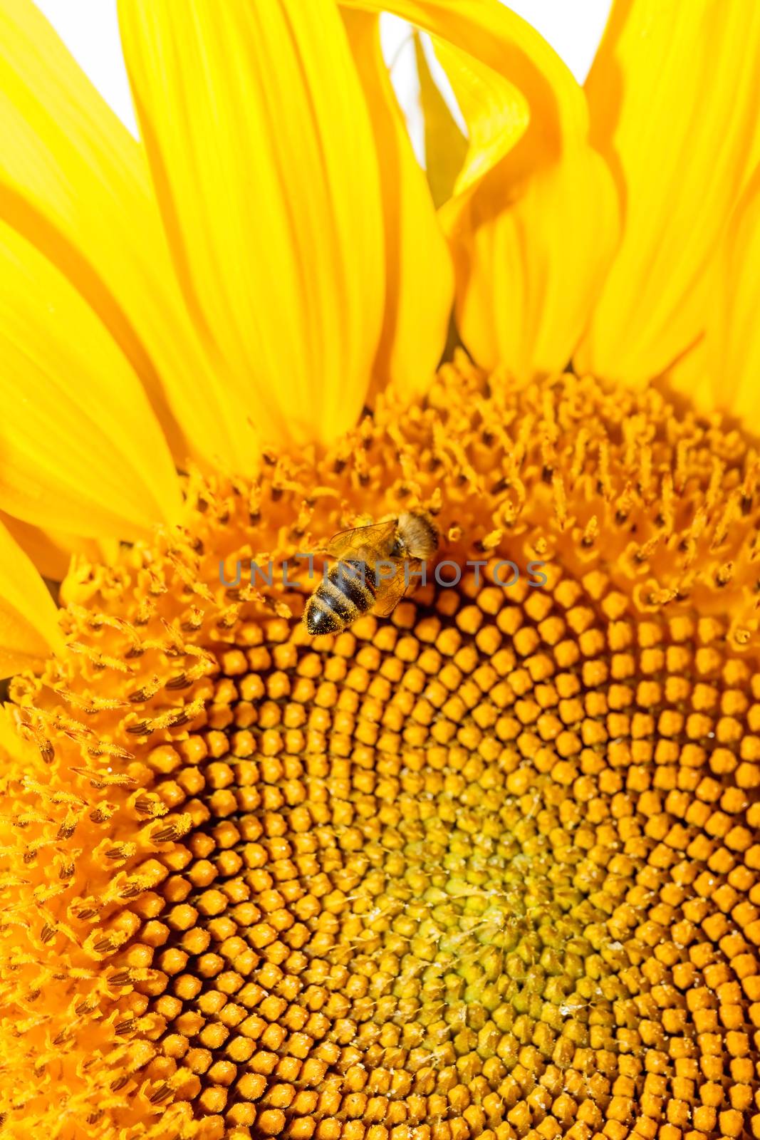 Bee on sunflower. Flower of sunflower close-up, natural background.