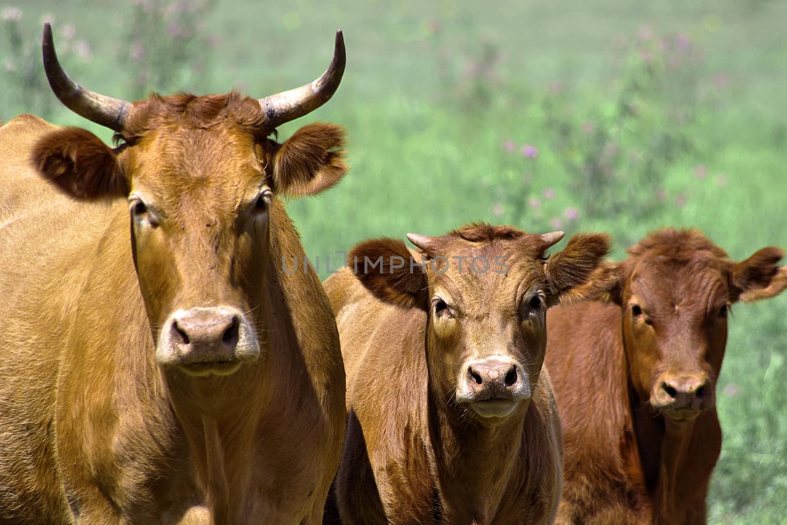 Three cows on a green background staring at the camera.