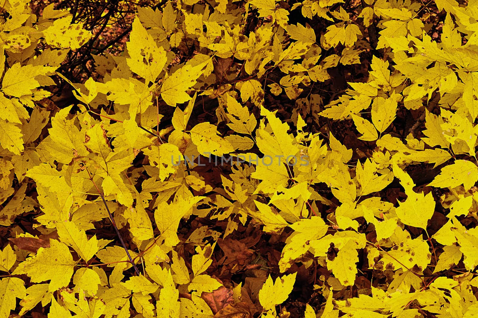 Golden leaves of Autumn signal the changing seasons.