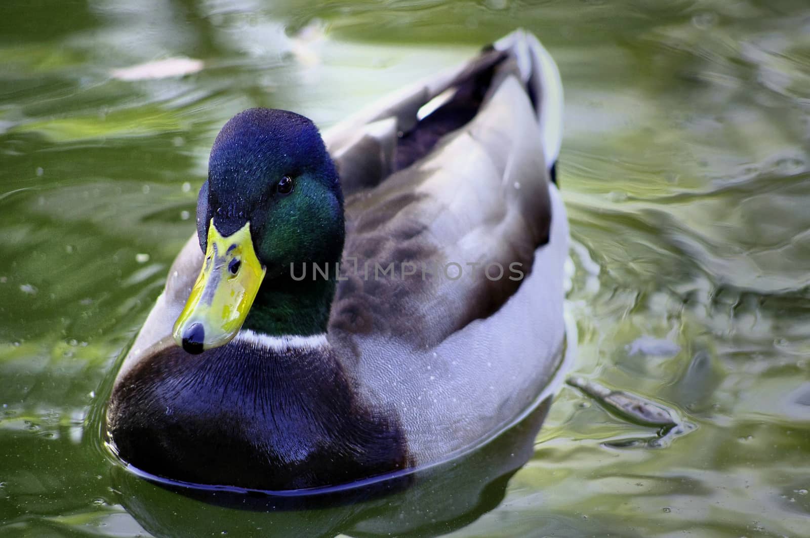 A close-up of a male Mallard Duck floating on the surface of a lake.