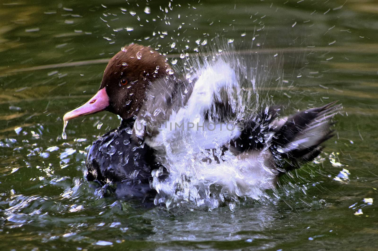 A Pochard duck joyfully flapping it's wings through the water.