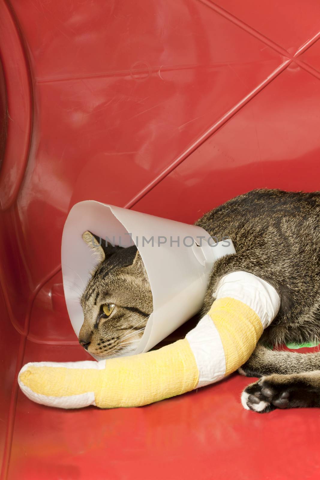 cat wearing an Elizabethan collar and cat leg to splint sleeping in a red plastic basket