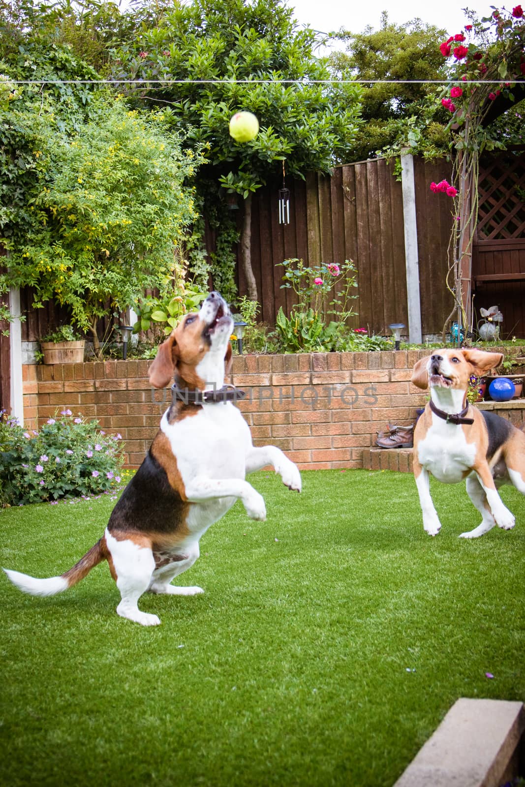 Beagle having fun, playing catch with a tennis ball outside in the park