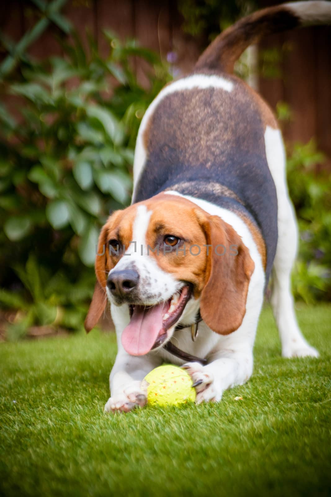 Beagle having fun, playing with a tennis ball outside in the park