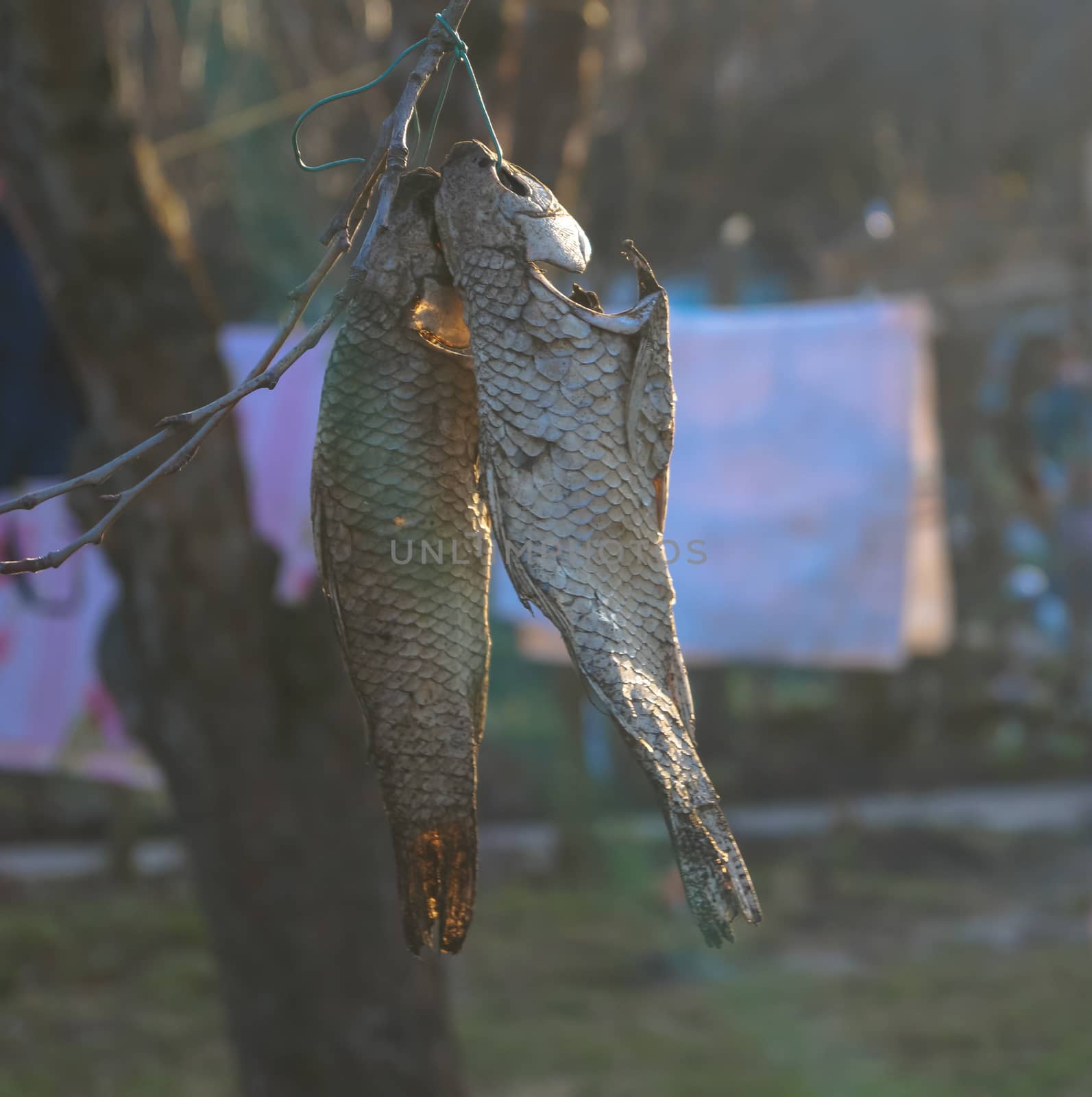 food dried fish