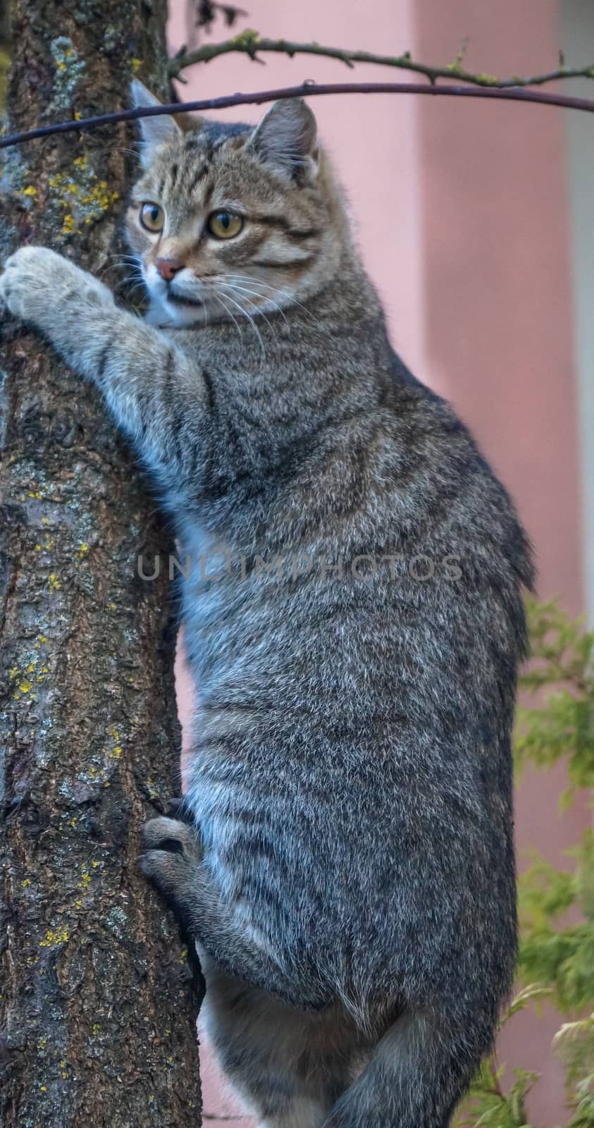 gray cat sitting on a tree