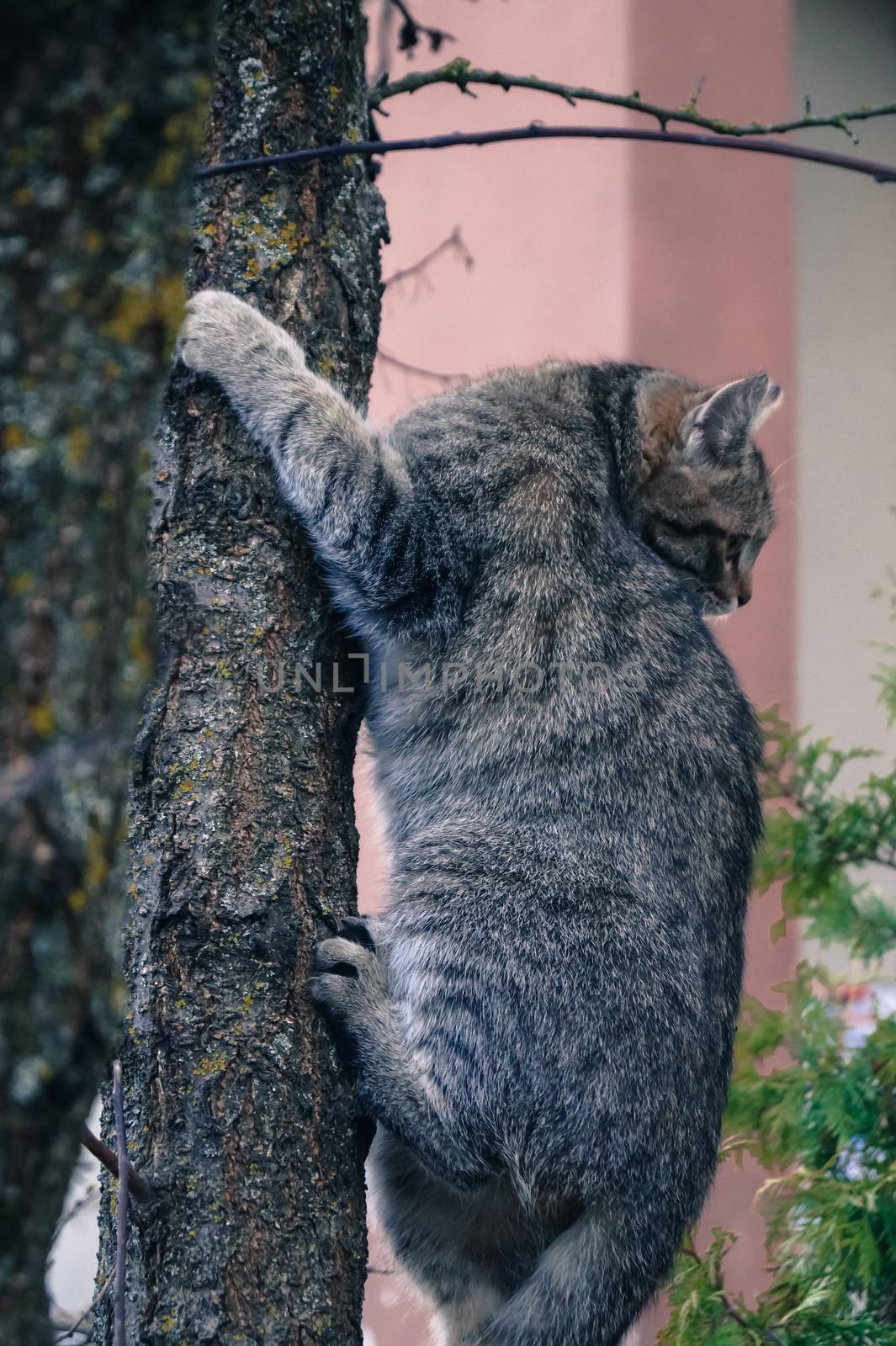 the cat climbed the tree in fear by Oleczka11
