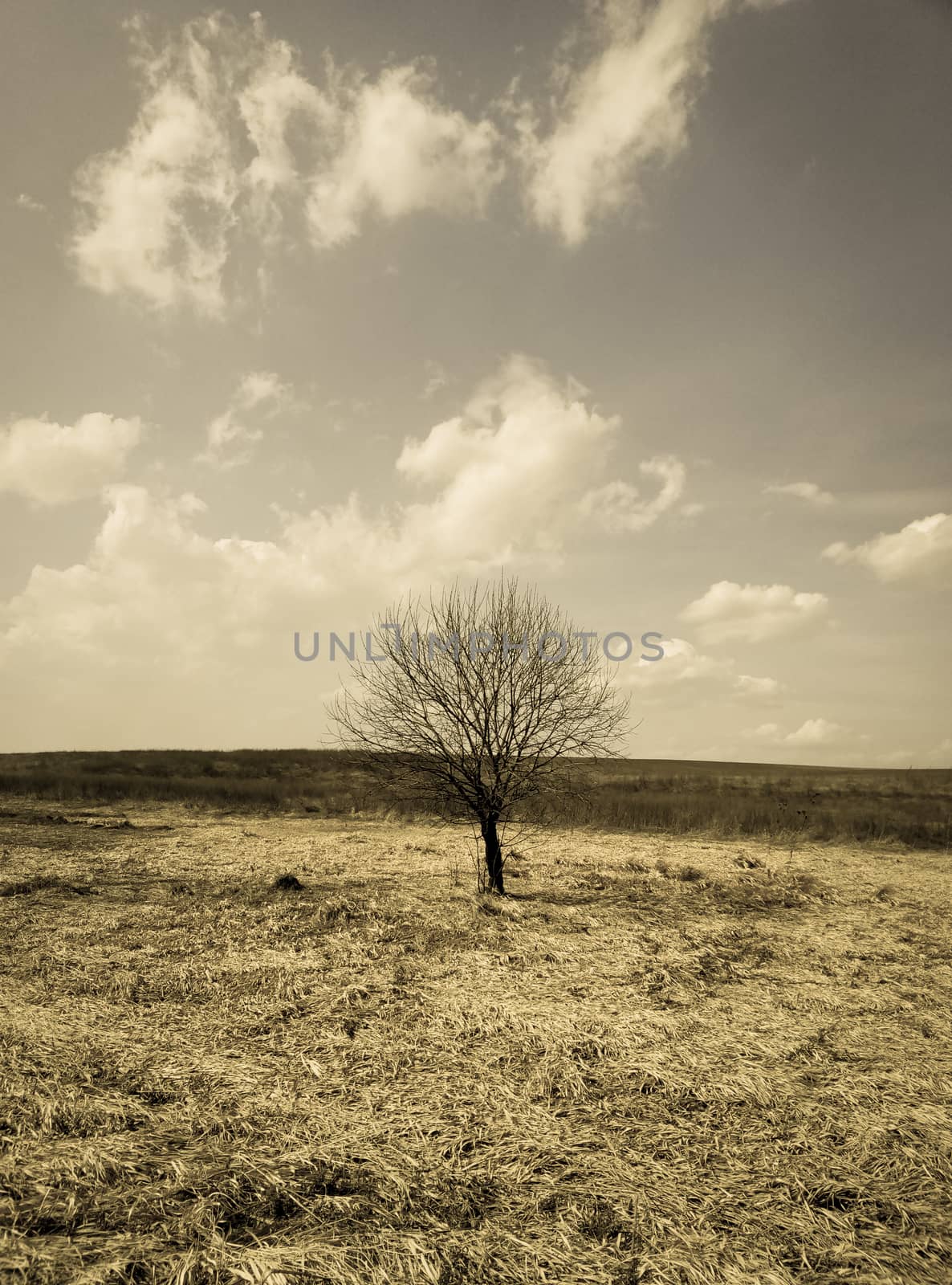 lonely tree in a field of beautiful landscape photo effect by Oleczka11