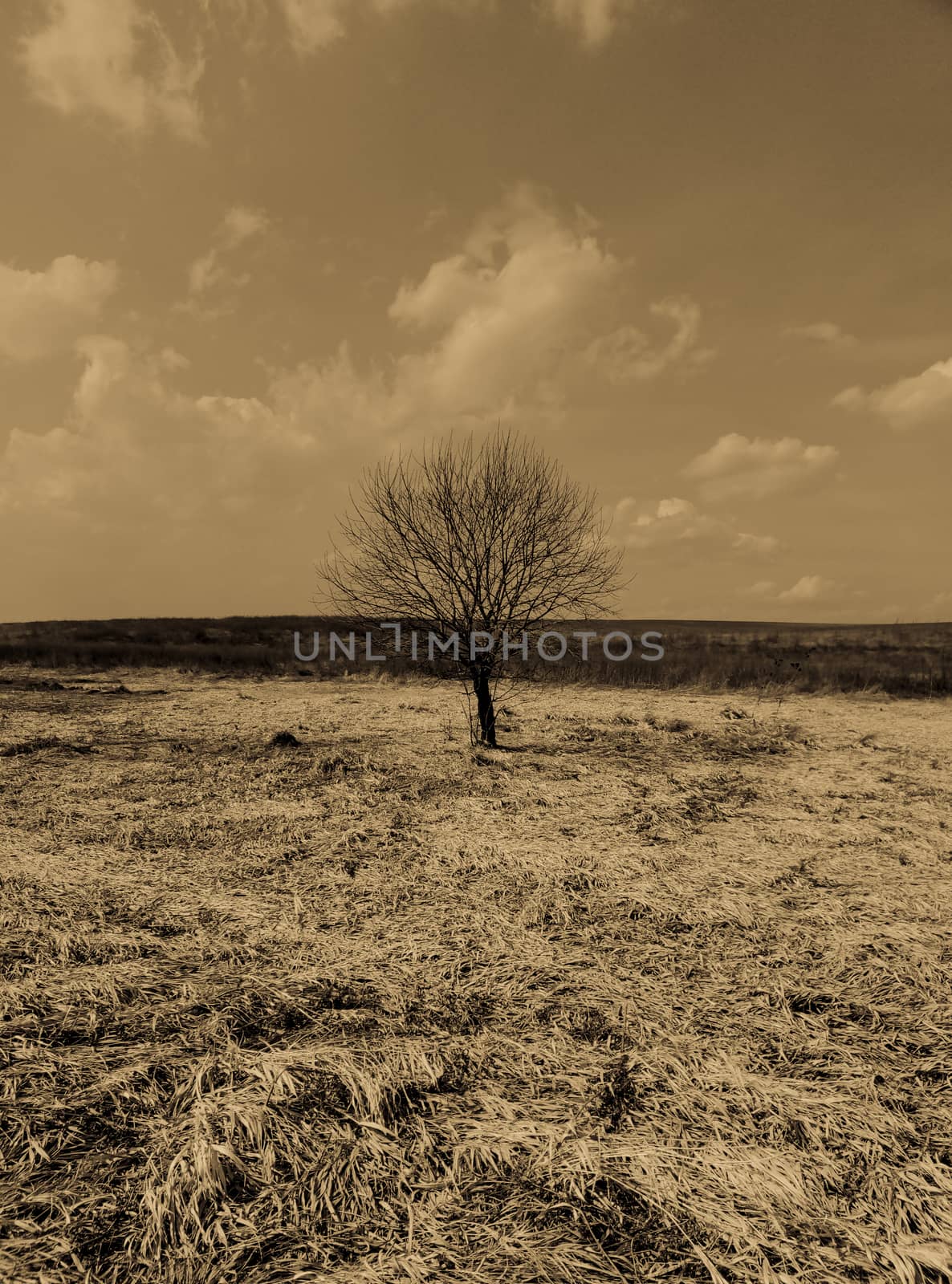 lonely tree in a field of beautiful landscape