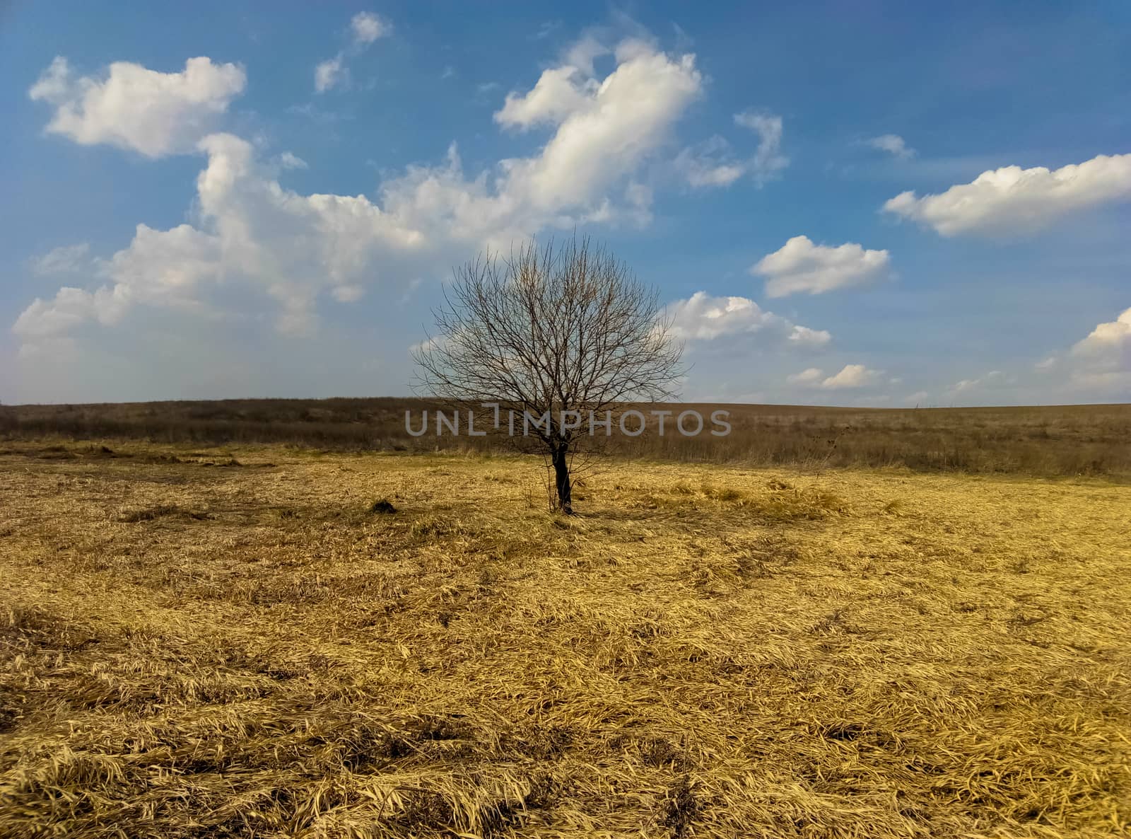 lonely tree in a field of beautiful landscape by Oleczka11