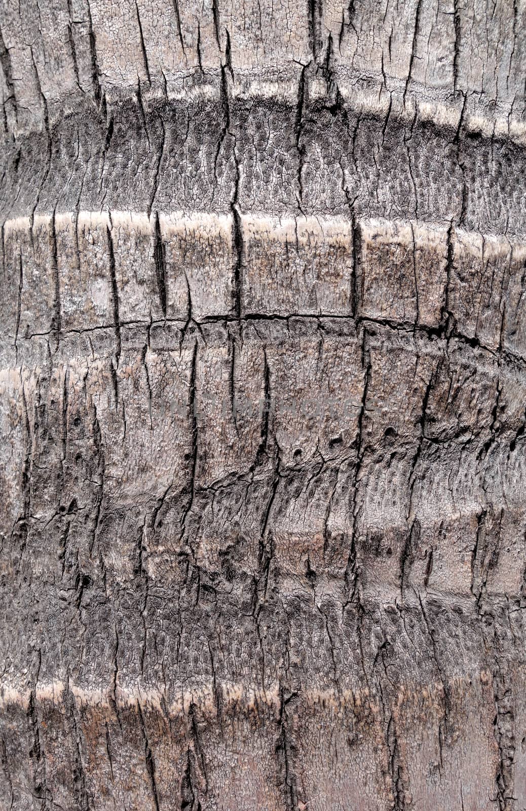 Coconut tree wood bark background texture                               