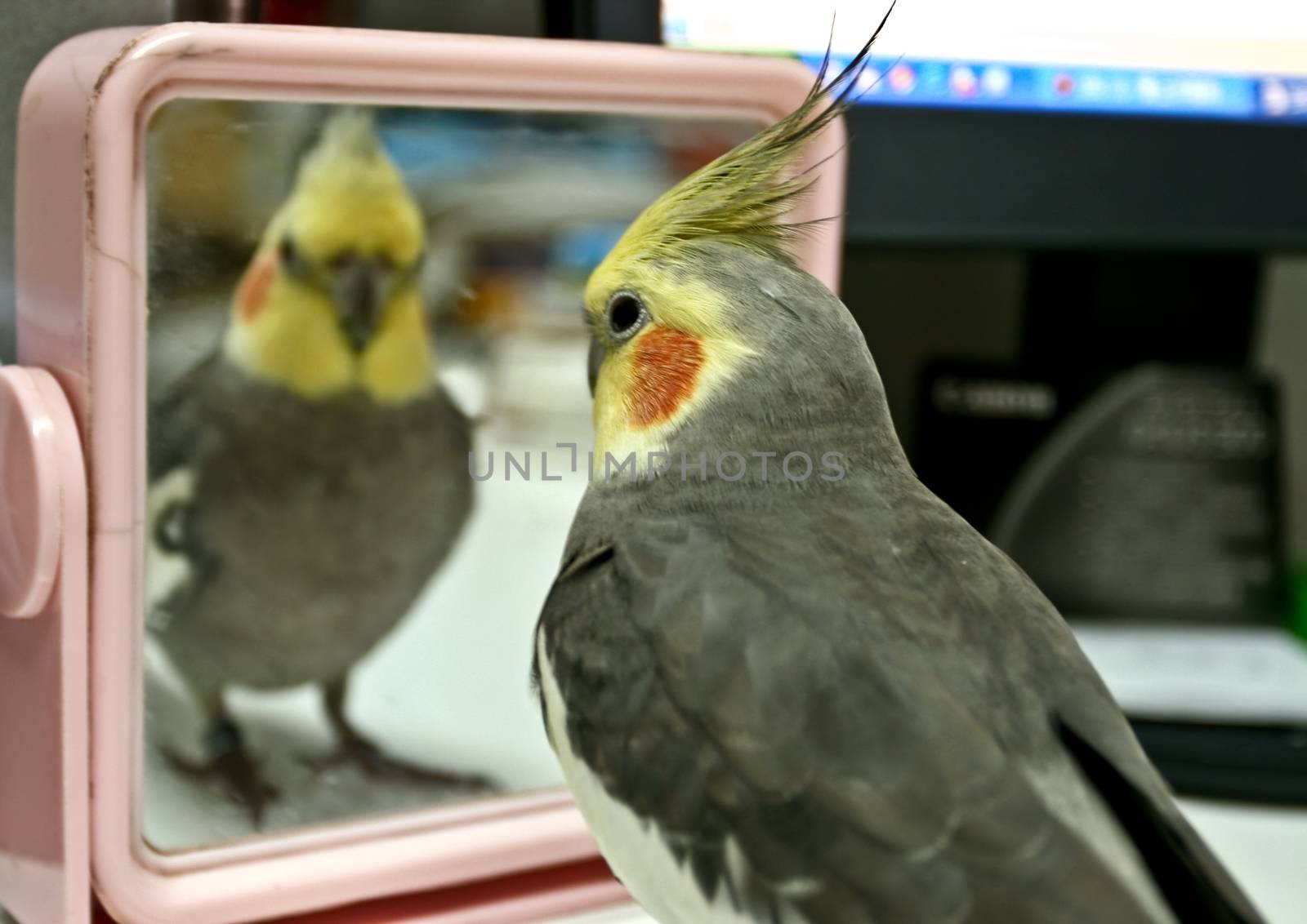 Parrot in front of mirror