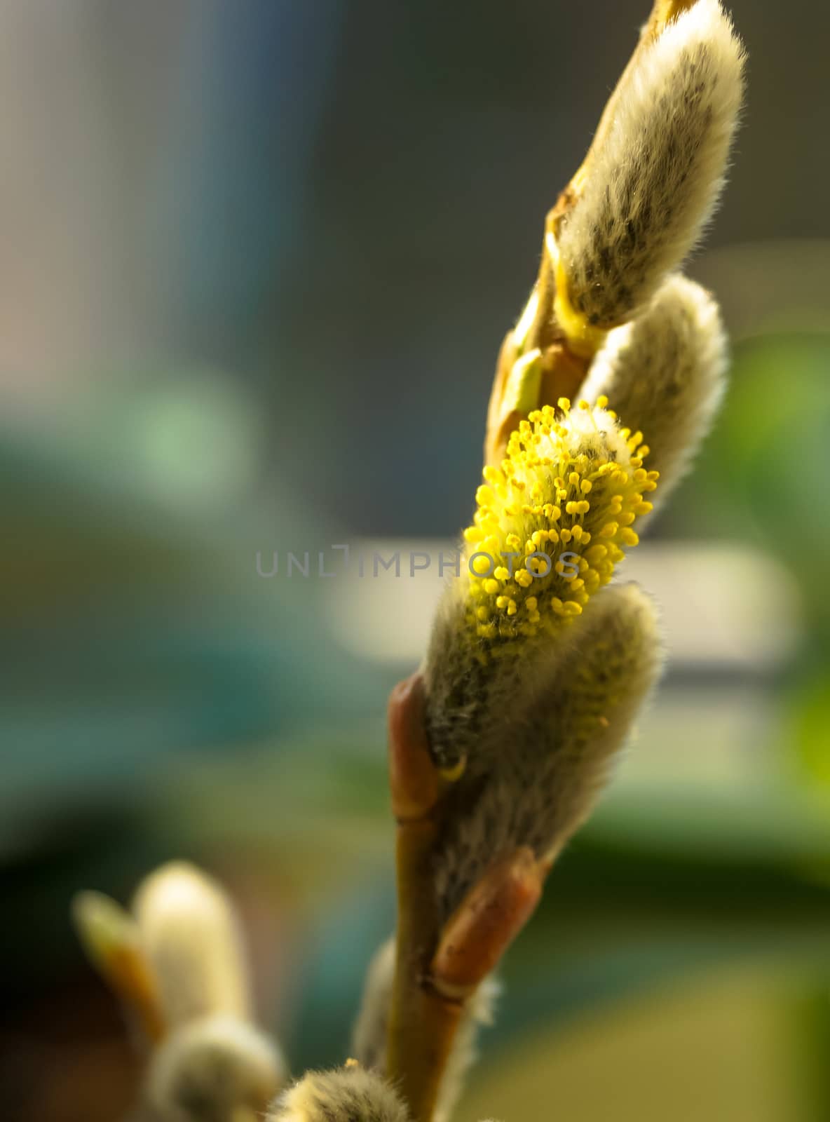 willow twig in bloom