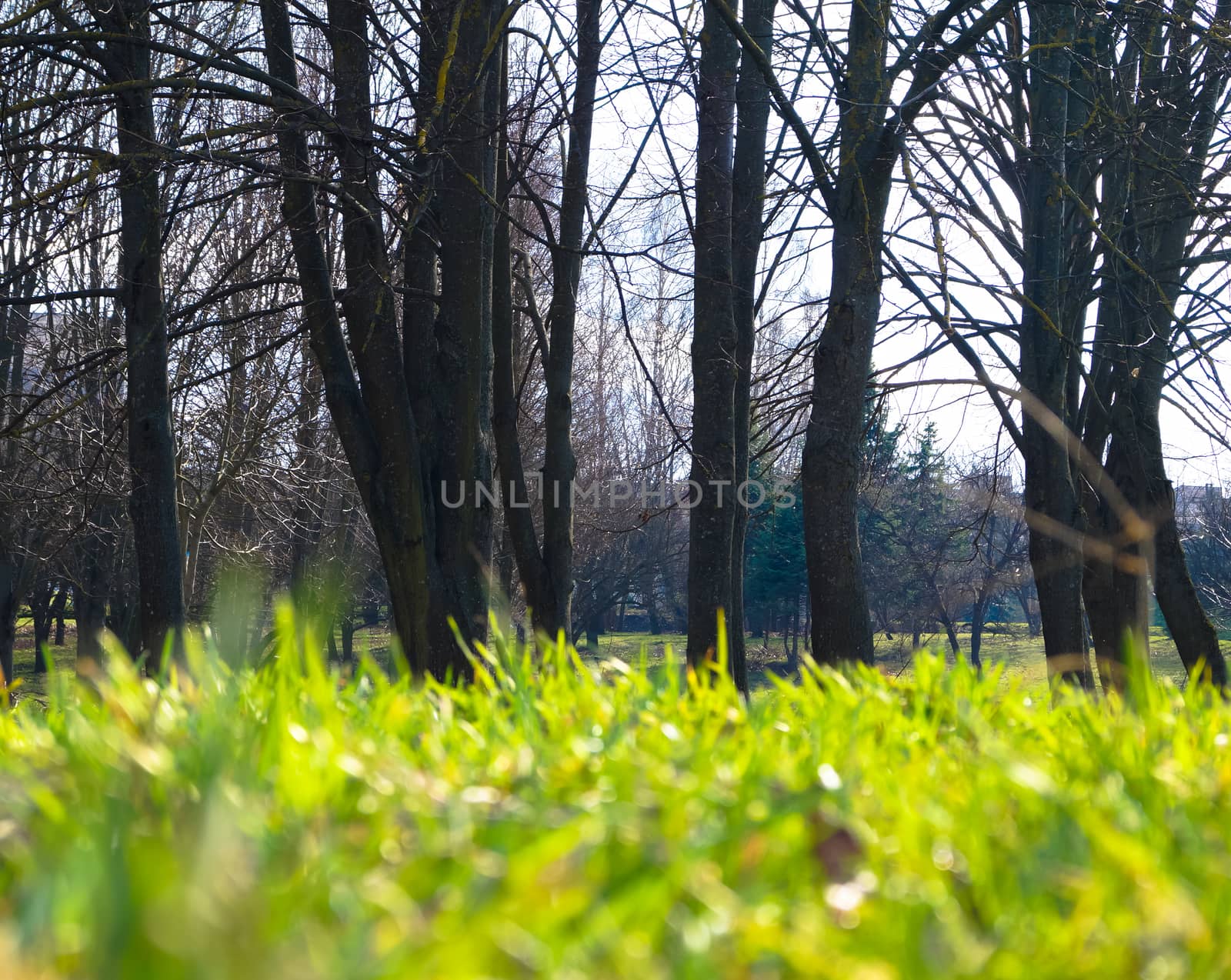 a carpet of green young spring grass in the Park