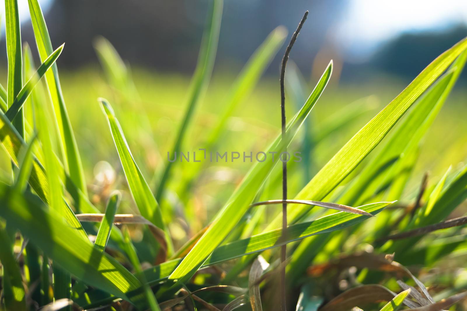 the young leaves of spring green grass