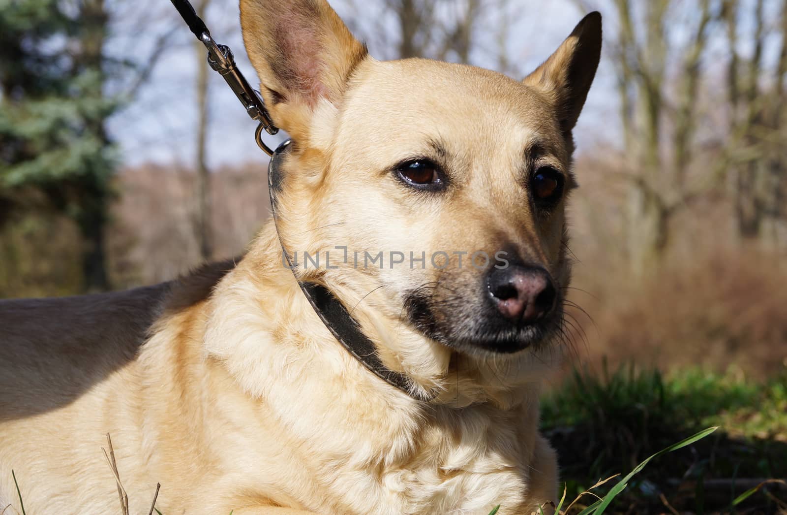 animal dog for a walk in the Park