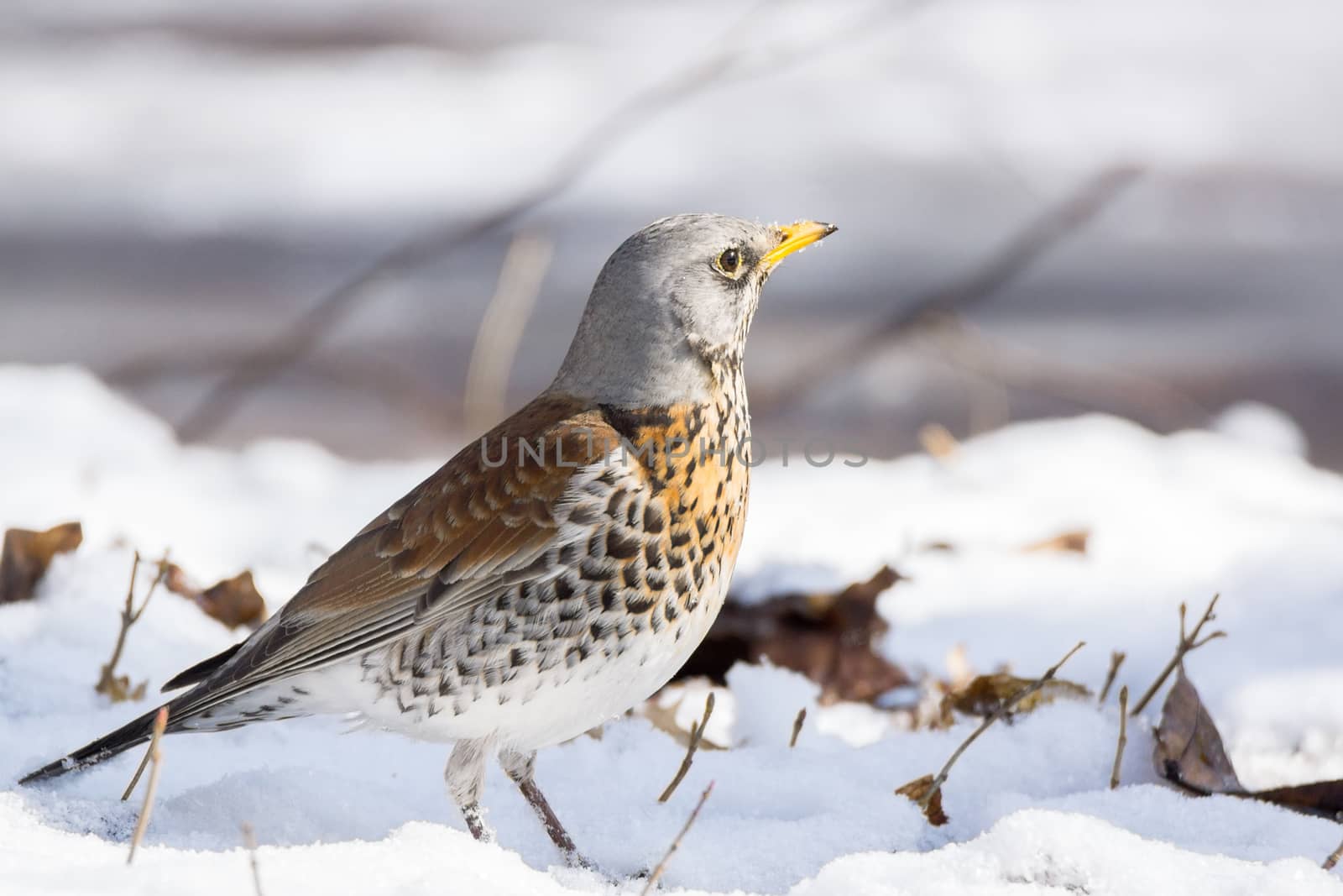 The photo shows a snowbird in the snow