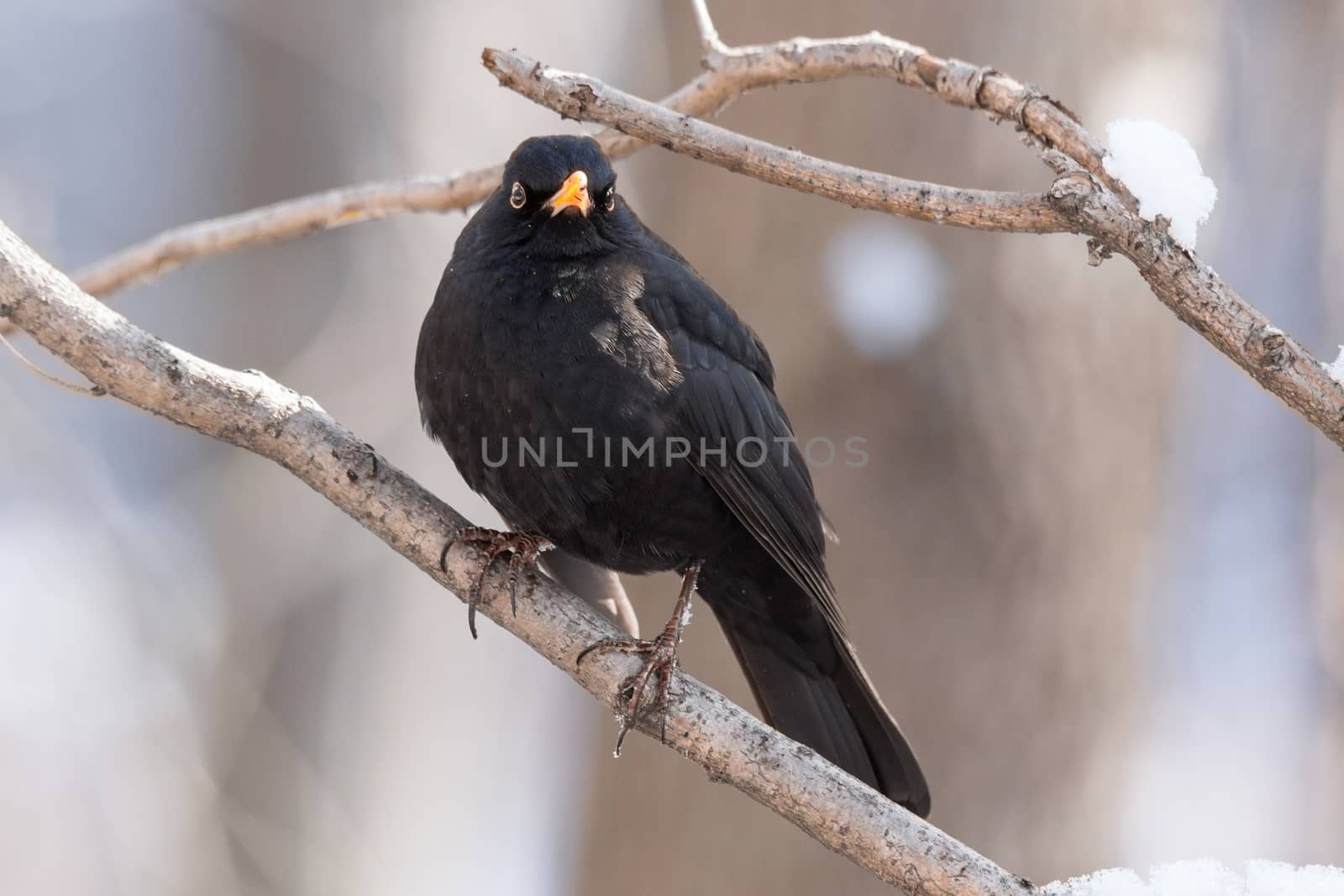 The photo shows a blackbird on a tree