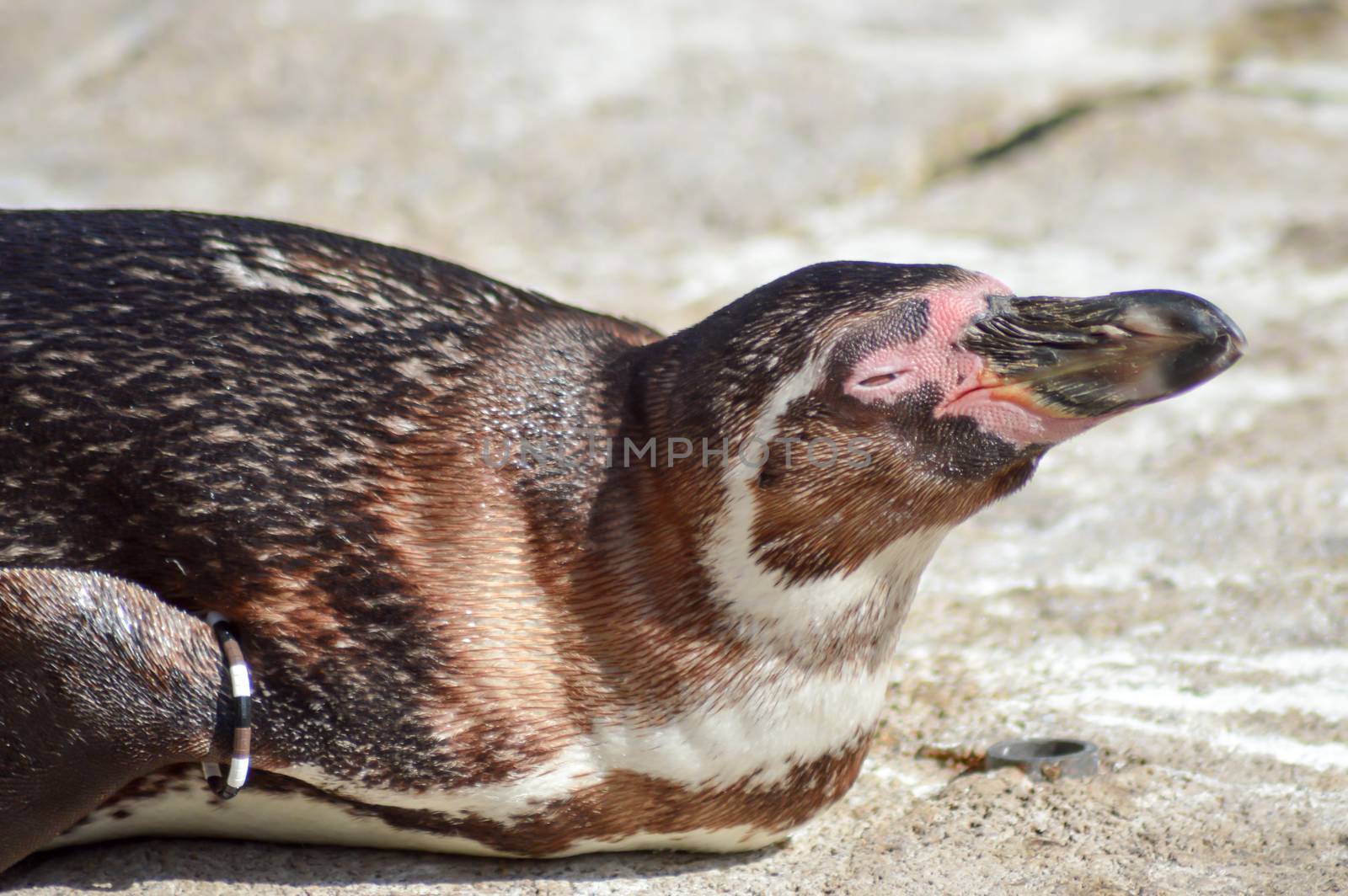 Humboldt penguin taking the sun in an animal park in France