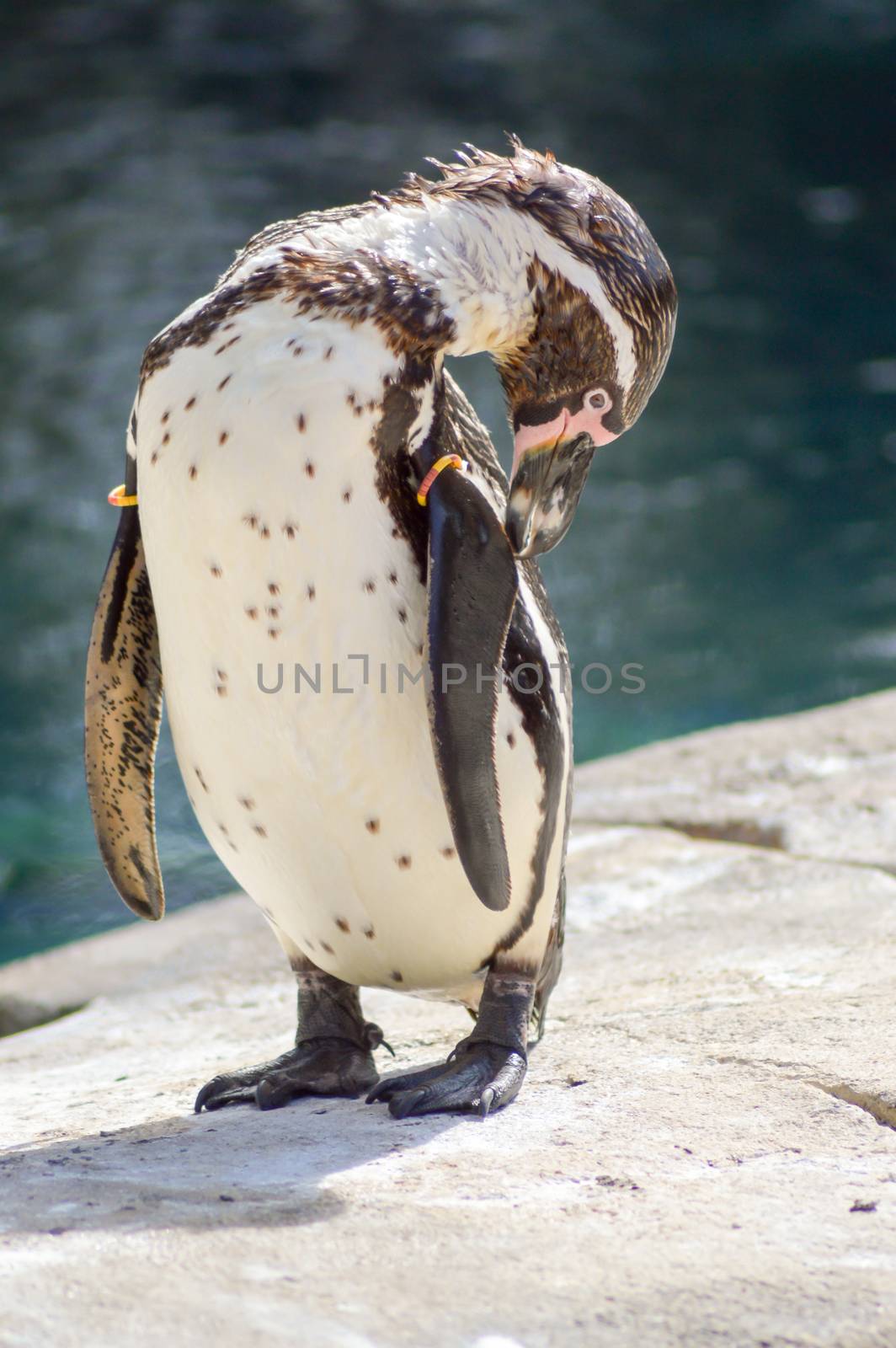 Humboldt Penguin Grooming in an Animal Park in France