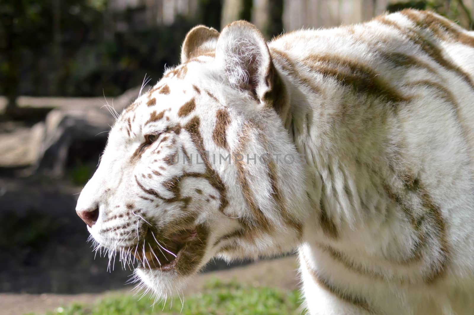 Look of a white Tiger  by Philou1000