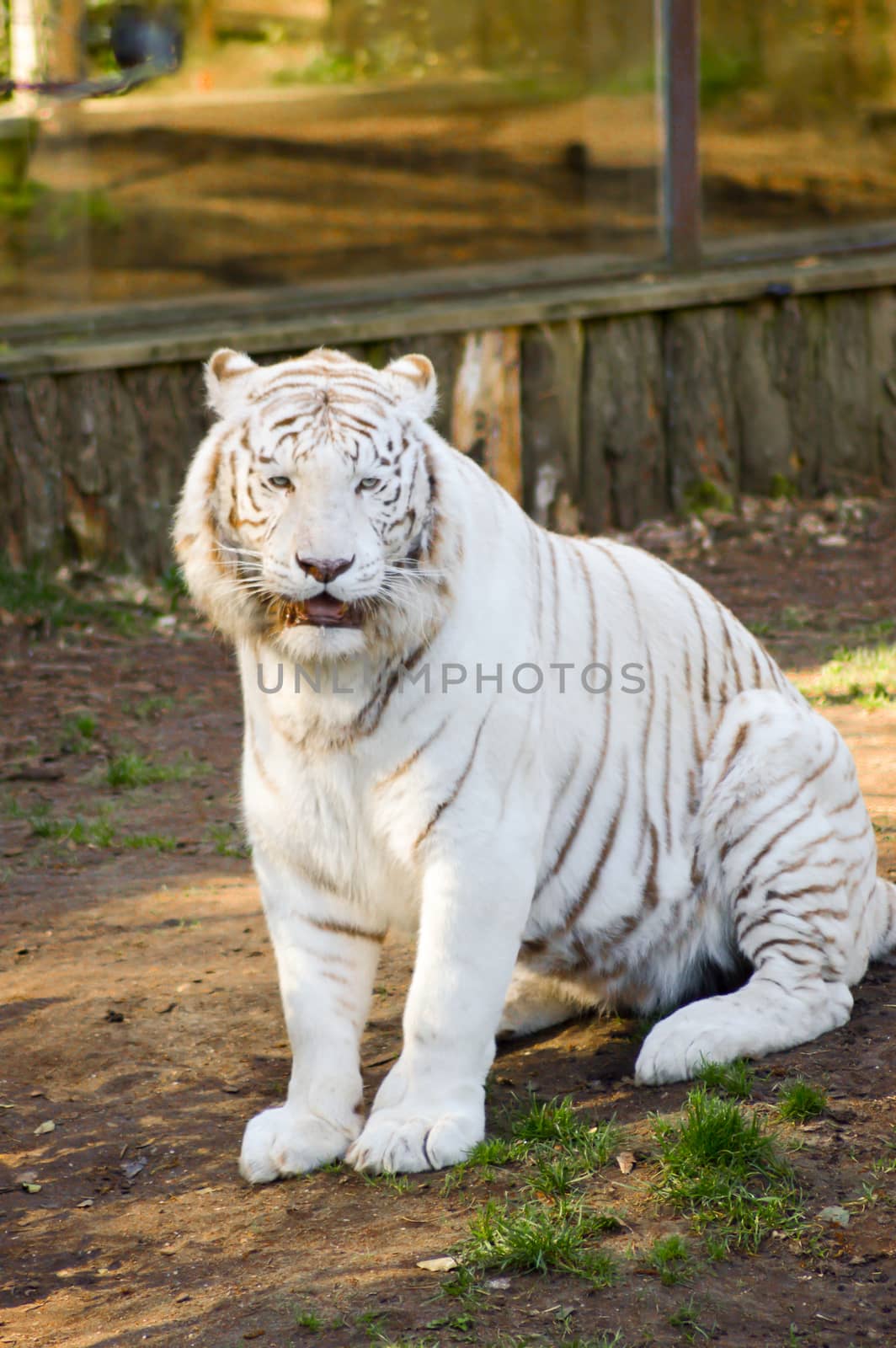 Look of a white Tiger in an animal park of France