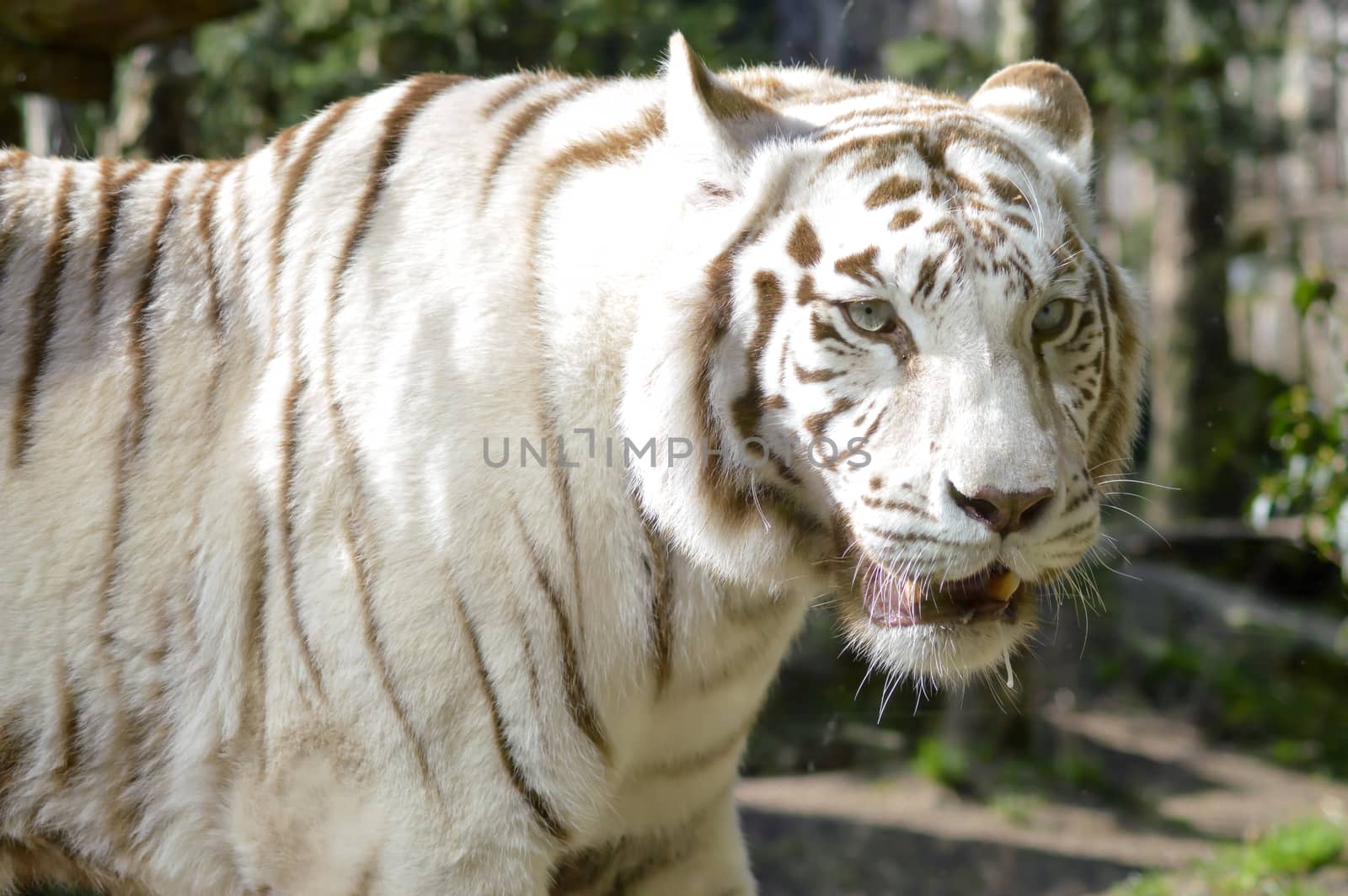 Look of a white Tiger  by Philou1000