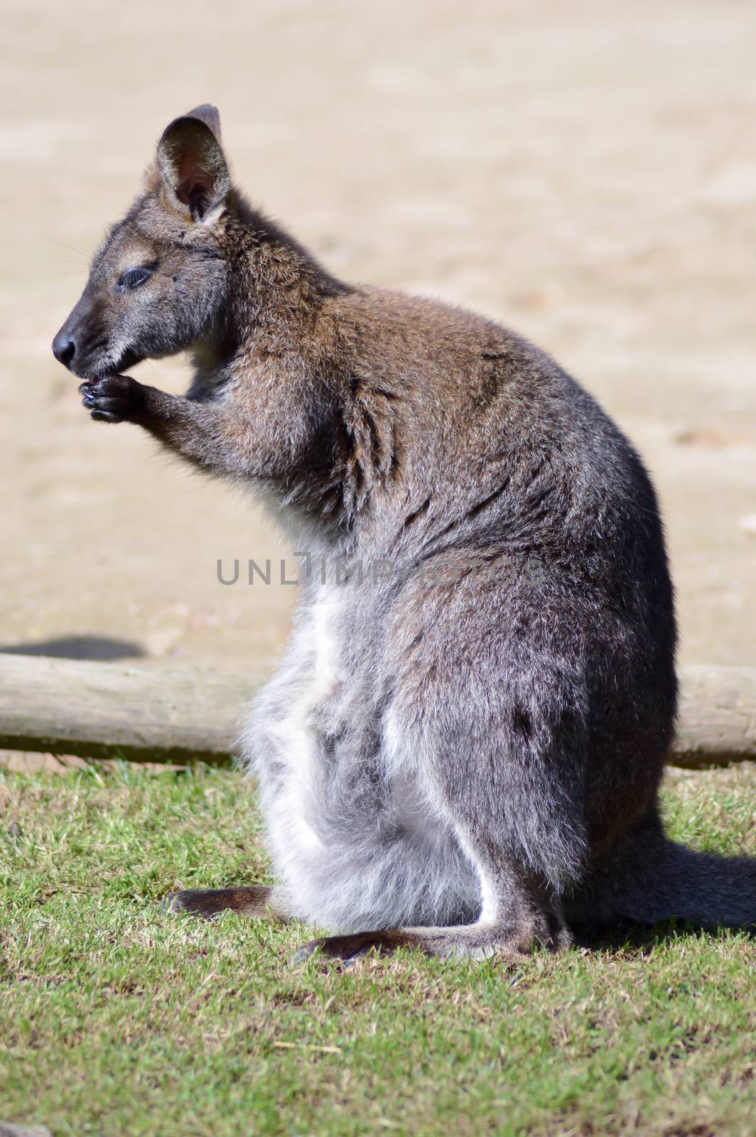 Toilet of a wallaby of Bennett small kangaroo of Tasmania in an animal park in France