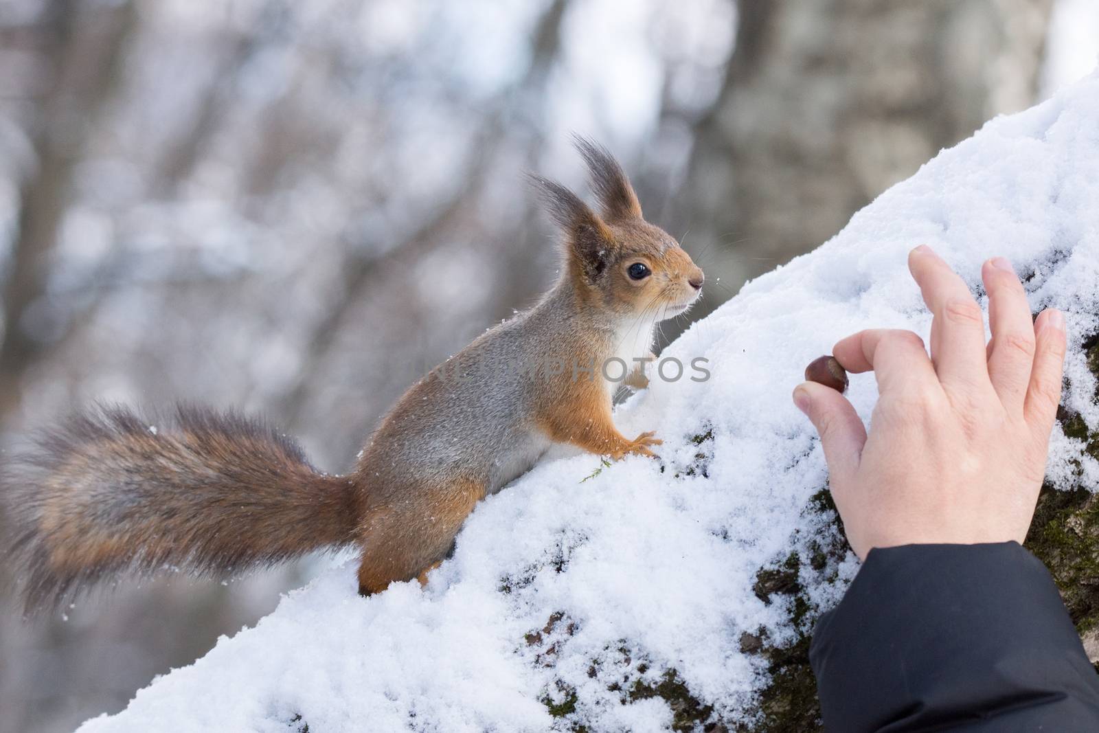 the photograph shows a squirrel on a tree