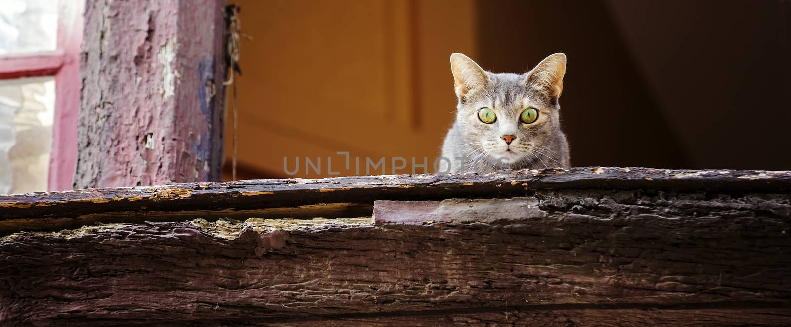 Beautiful grey cat on old window looking down. Panoramic format by pixinoo