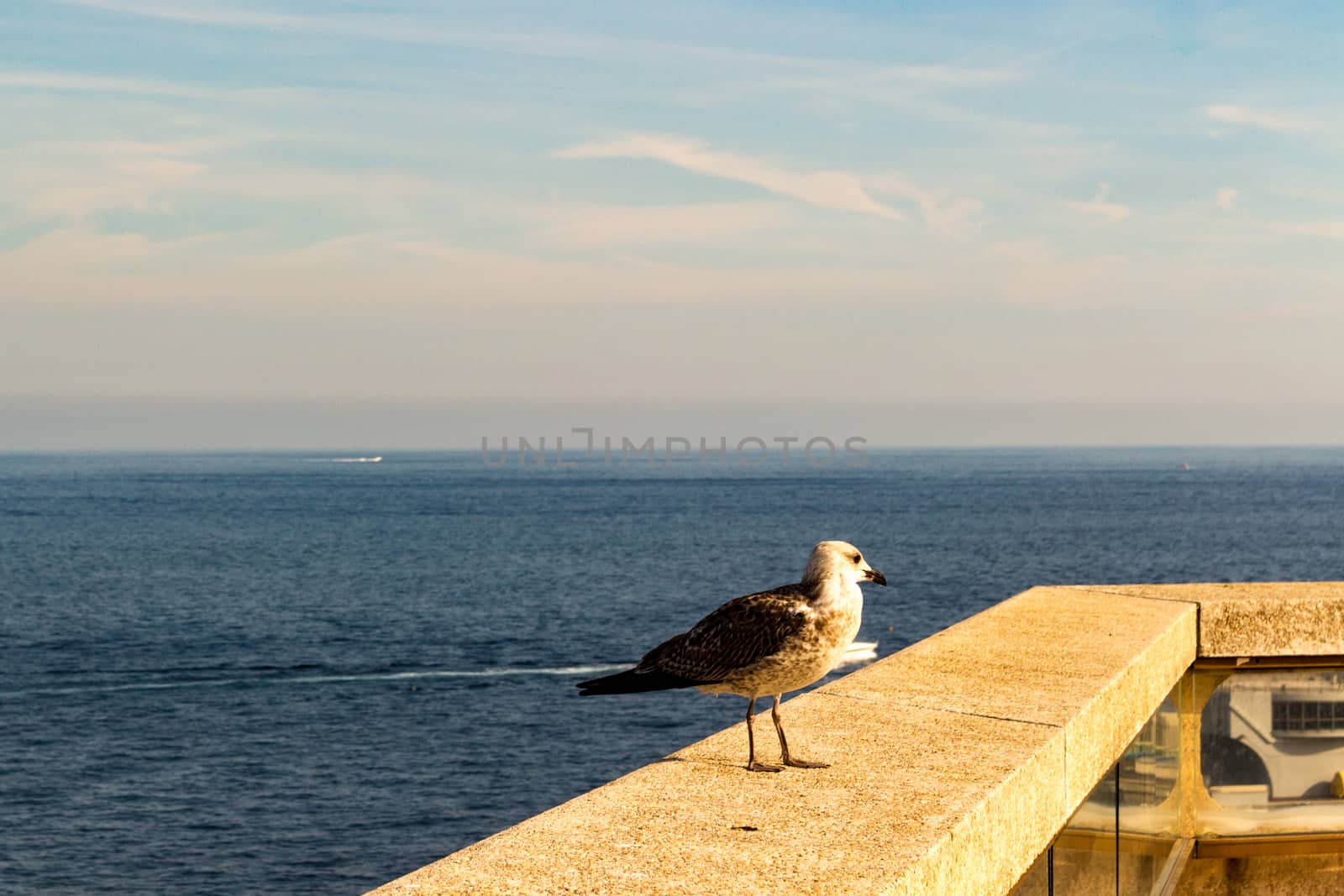 seagull perched on a balcony in the blue sea of Monaco - Montecarlo