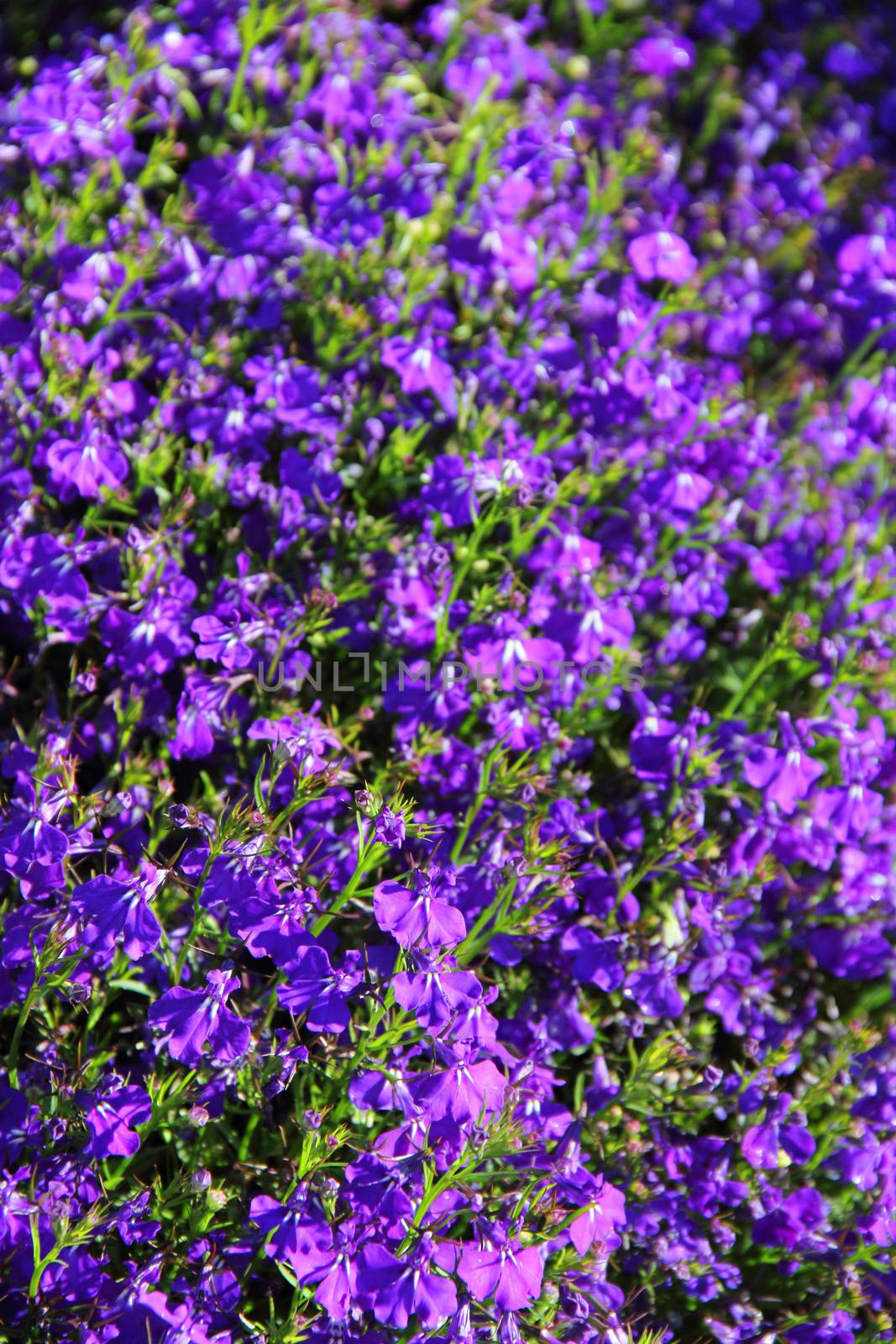 Purple flowers background close up view