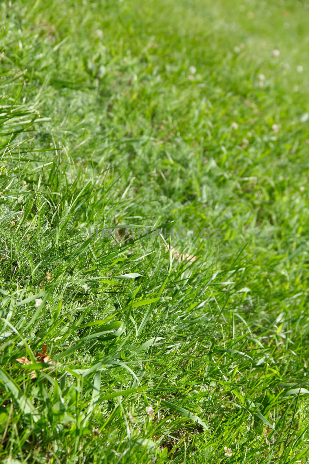 Green fresh spring grass background close up
