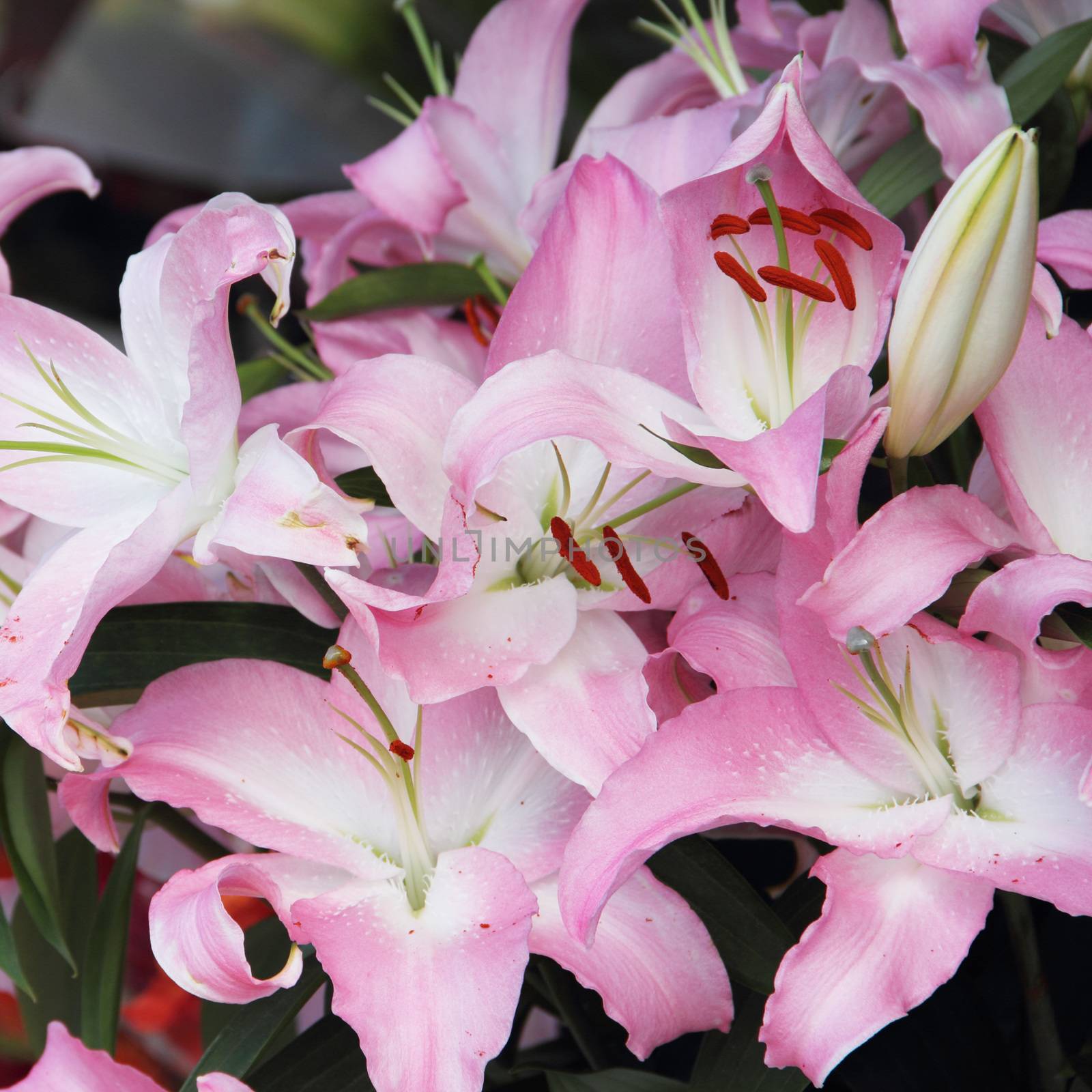 Pink lily flower bouquet background close up