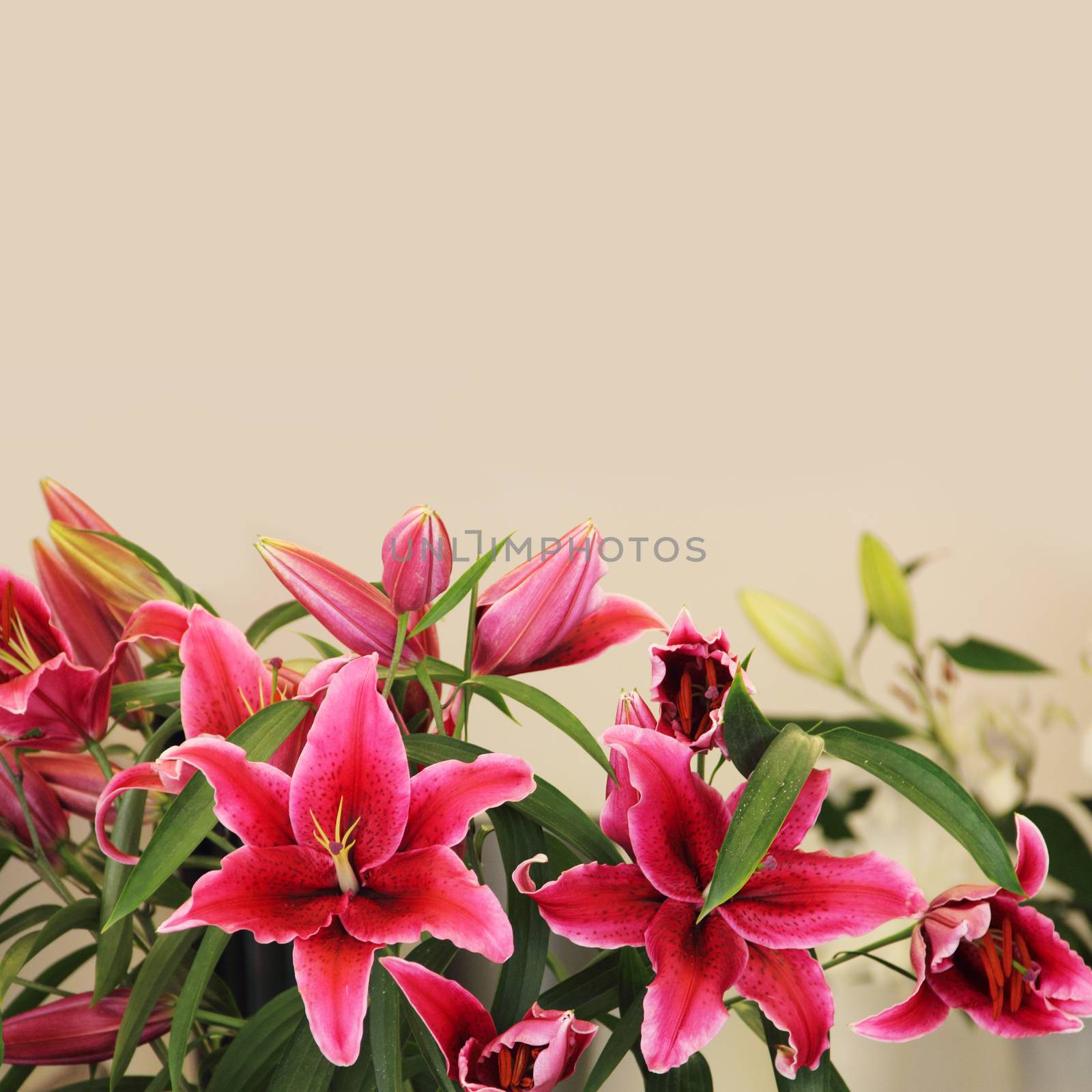 Pink lily flower bouquet on Beige background close up with copy space