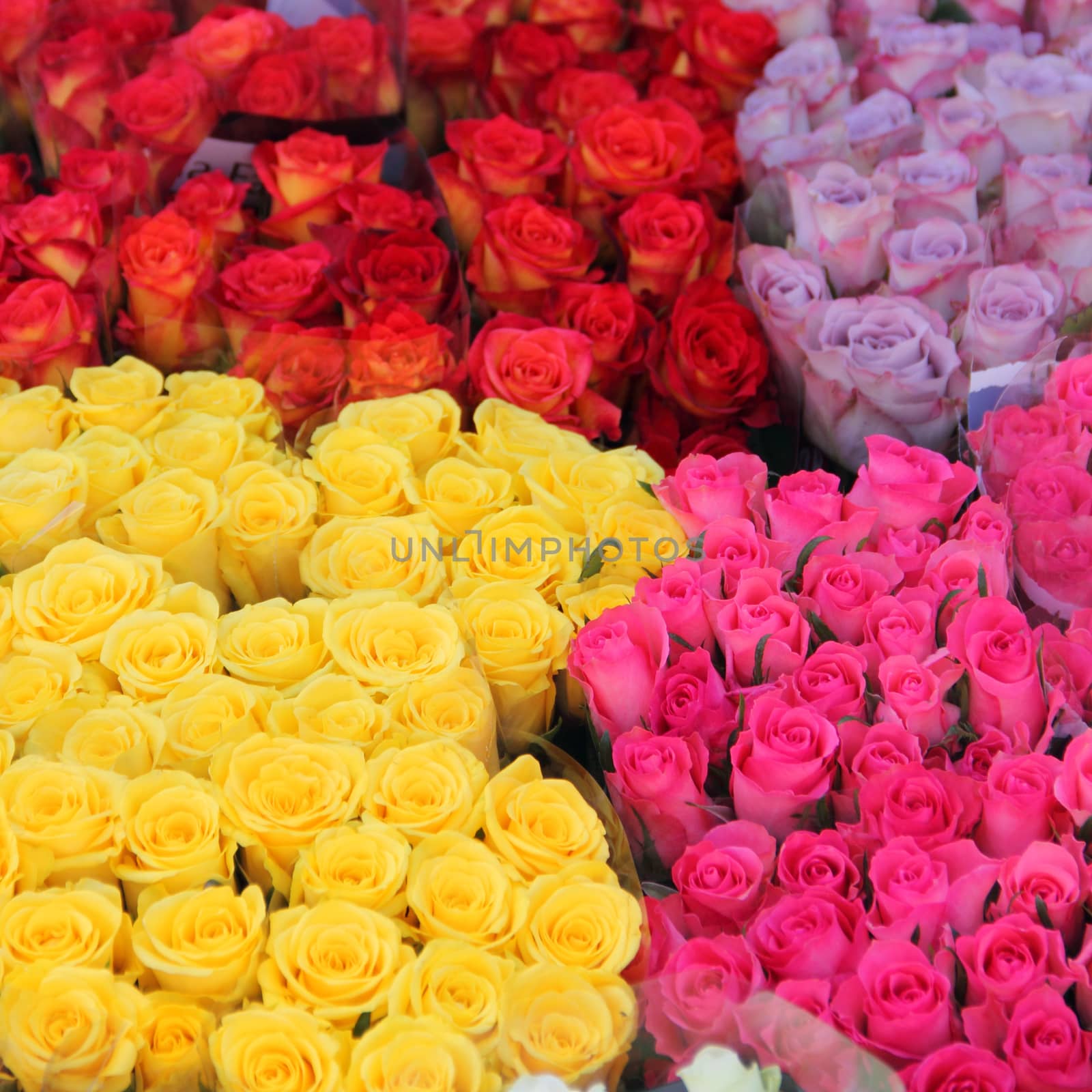 Colorful rose bouquets in flower shop