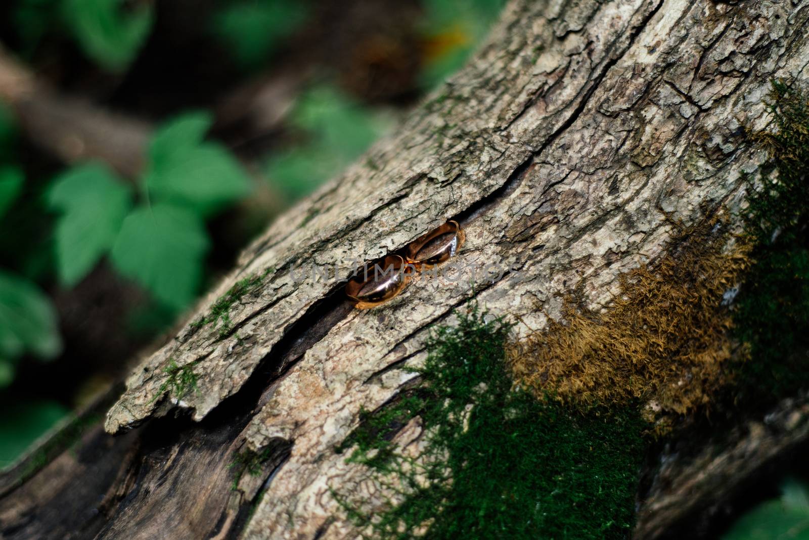 Gold wedding rings on a log with moss