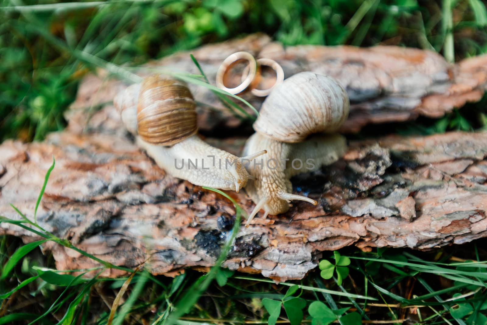 Two snails crawl along a piece of bark next to the gold wedding rings by d_duda