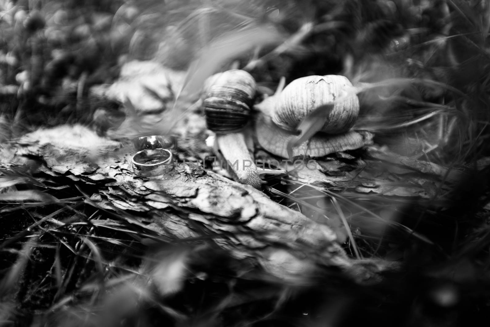 Golden wedding rings lie on a piece of bark next to a pair of snails